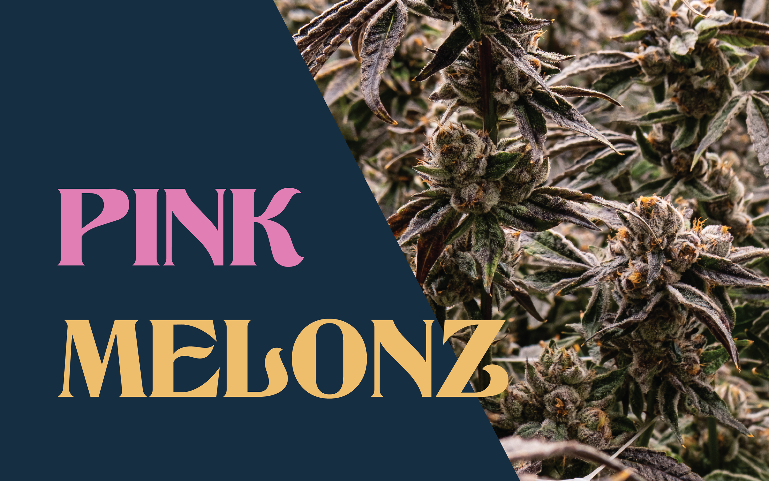 Pink Melonz Reviews
