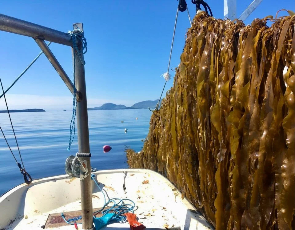Welcome to MarketShare @springtideseaweed 🙌

Rooted in Downeast Maine and leading on a global scale, Springtide Seaweed is redefining what&rsquo;s possible in restorative aquaculture. From organic seaweed farming to the only commercial green sea urc