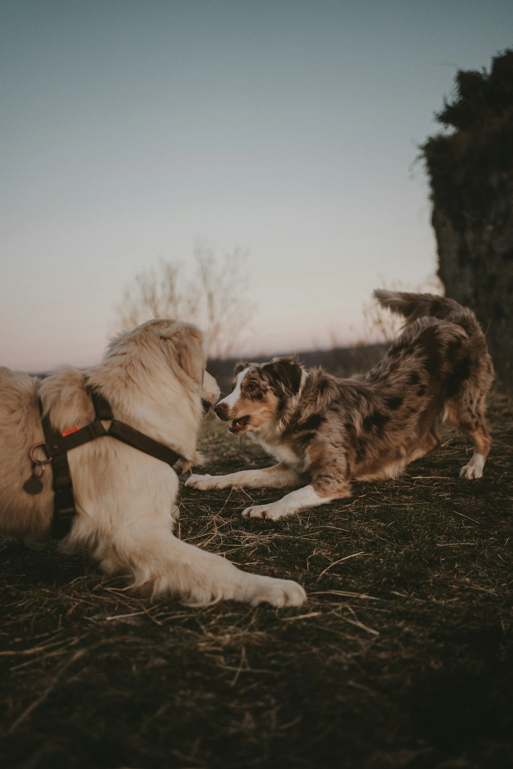 Two dogs playfully interact outdoors on a dirt ground at sunset, with a cloudy sky and trees in the background.