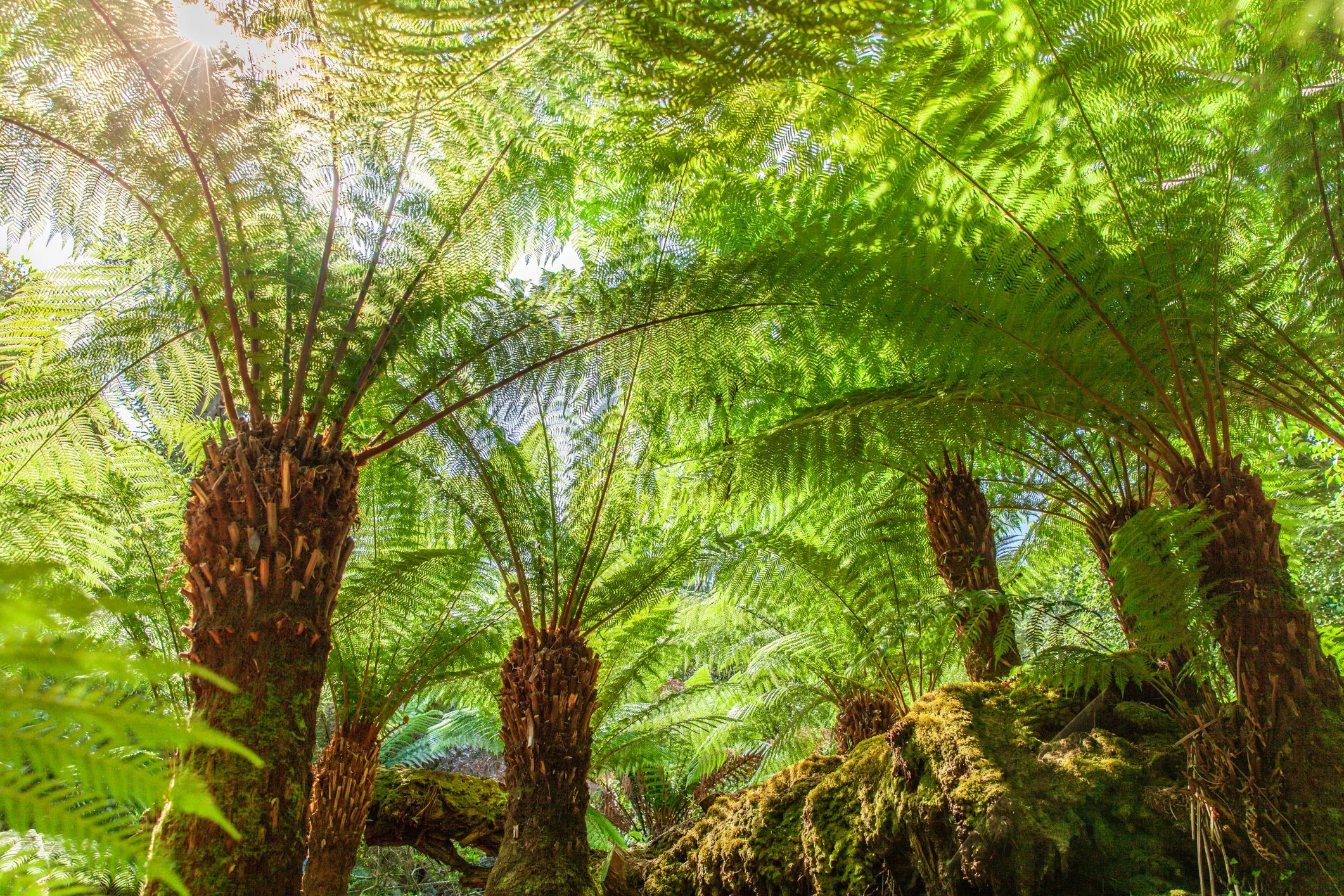 Heligan.jpg