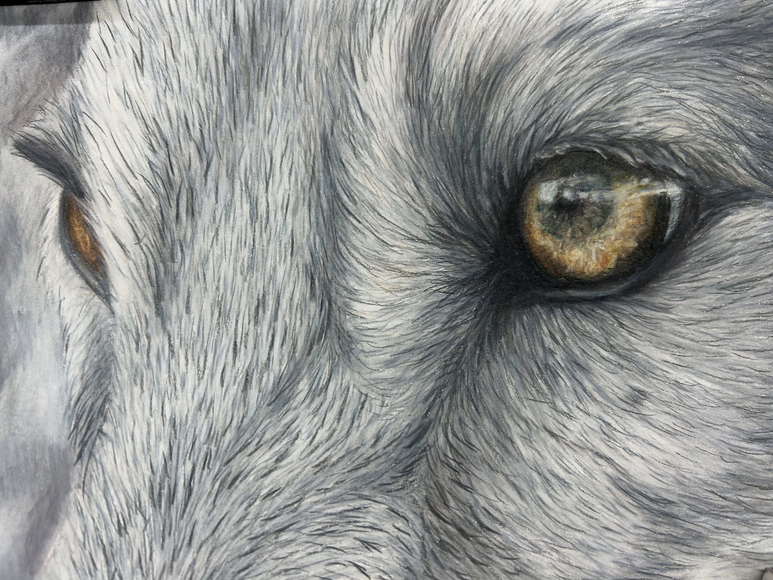 analyn anderson  wolf eye.jpeg