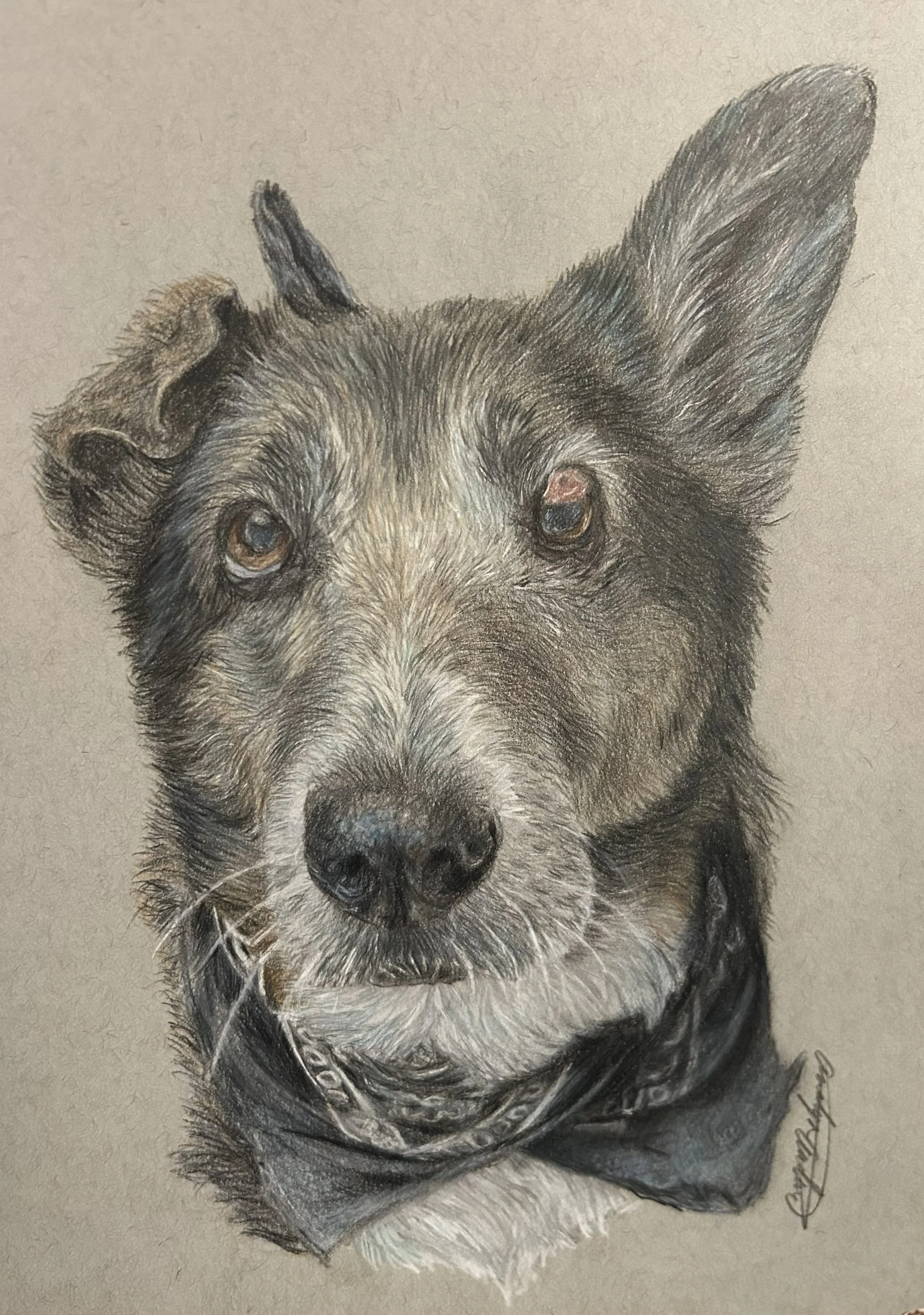 Trix Pet Portrait.jpg