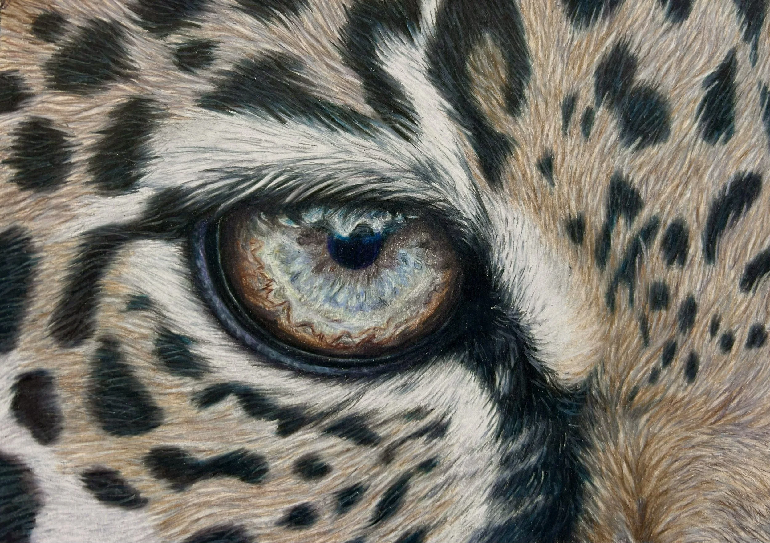 A Leopards Gaze.jpeg