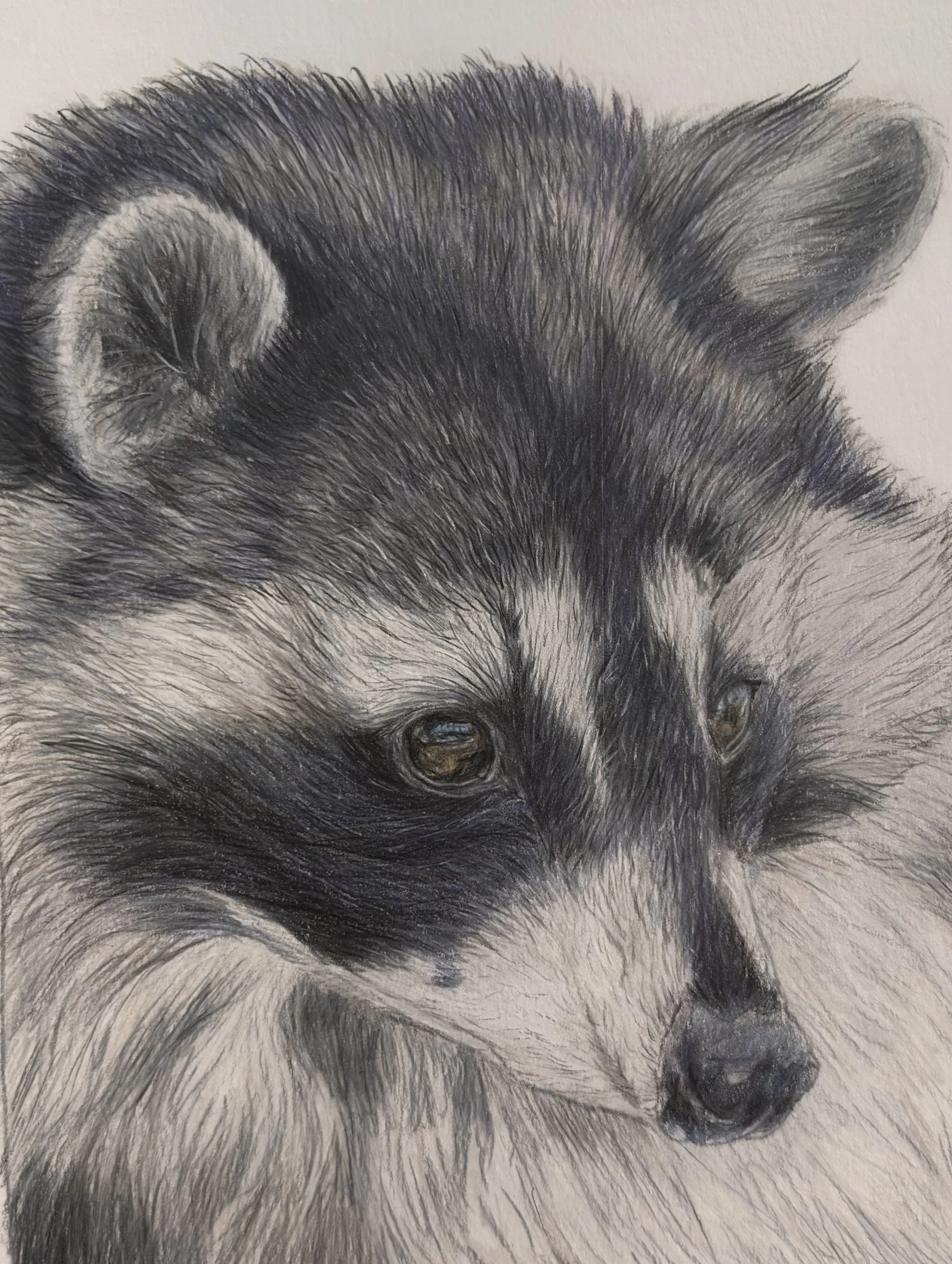 Close-up colored pencil drawing of a racoons face, focusing on the eyes, fur, and ear, with detailed shading and texture.