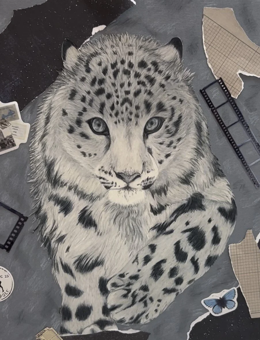 Snow Leopard, Colored Pencil MM, 2024