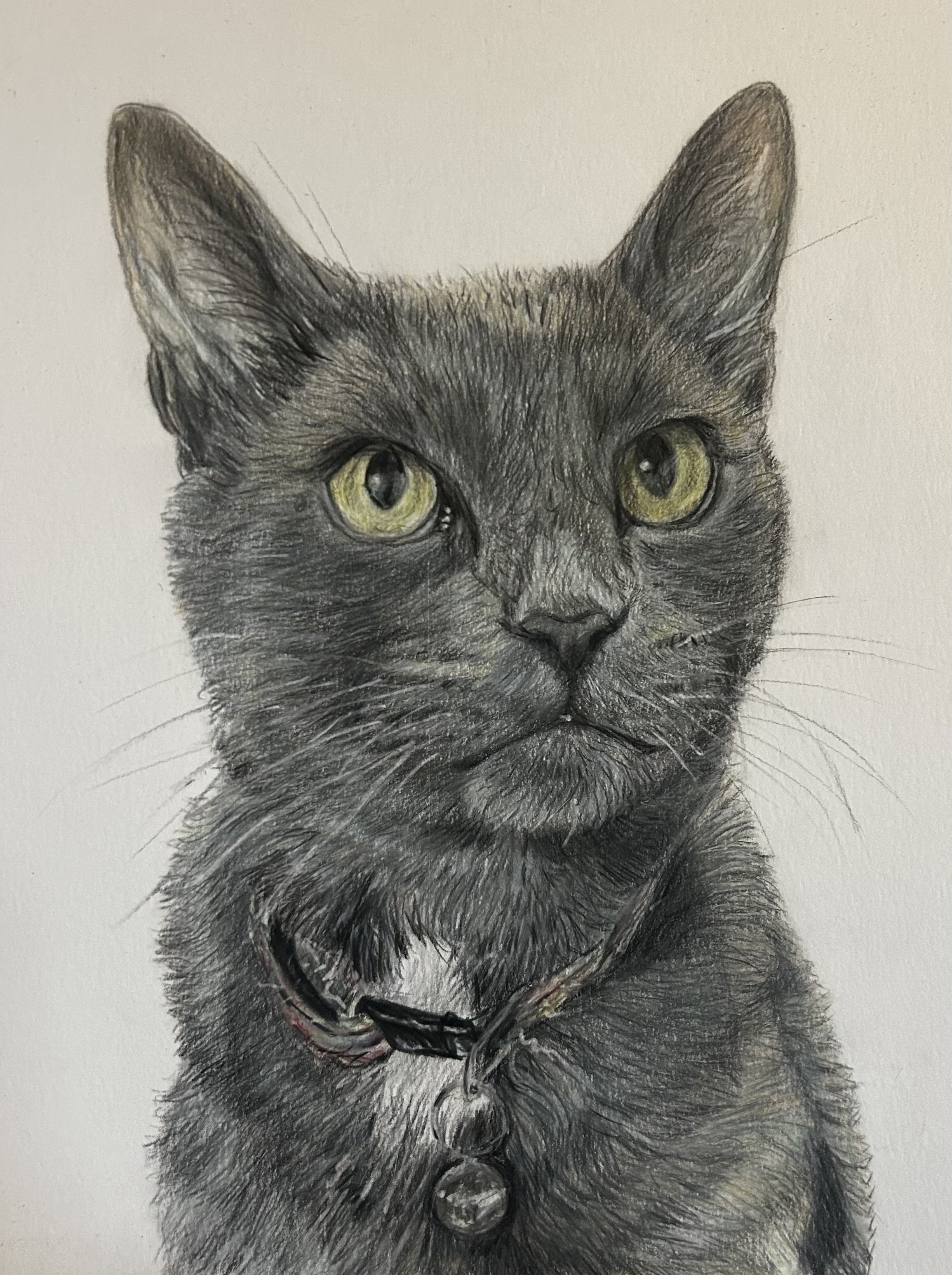 A detailed colored pencil drawing of a black dog with piercing yellow-green eyes, wearing a black collar with a tag.