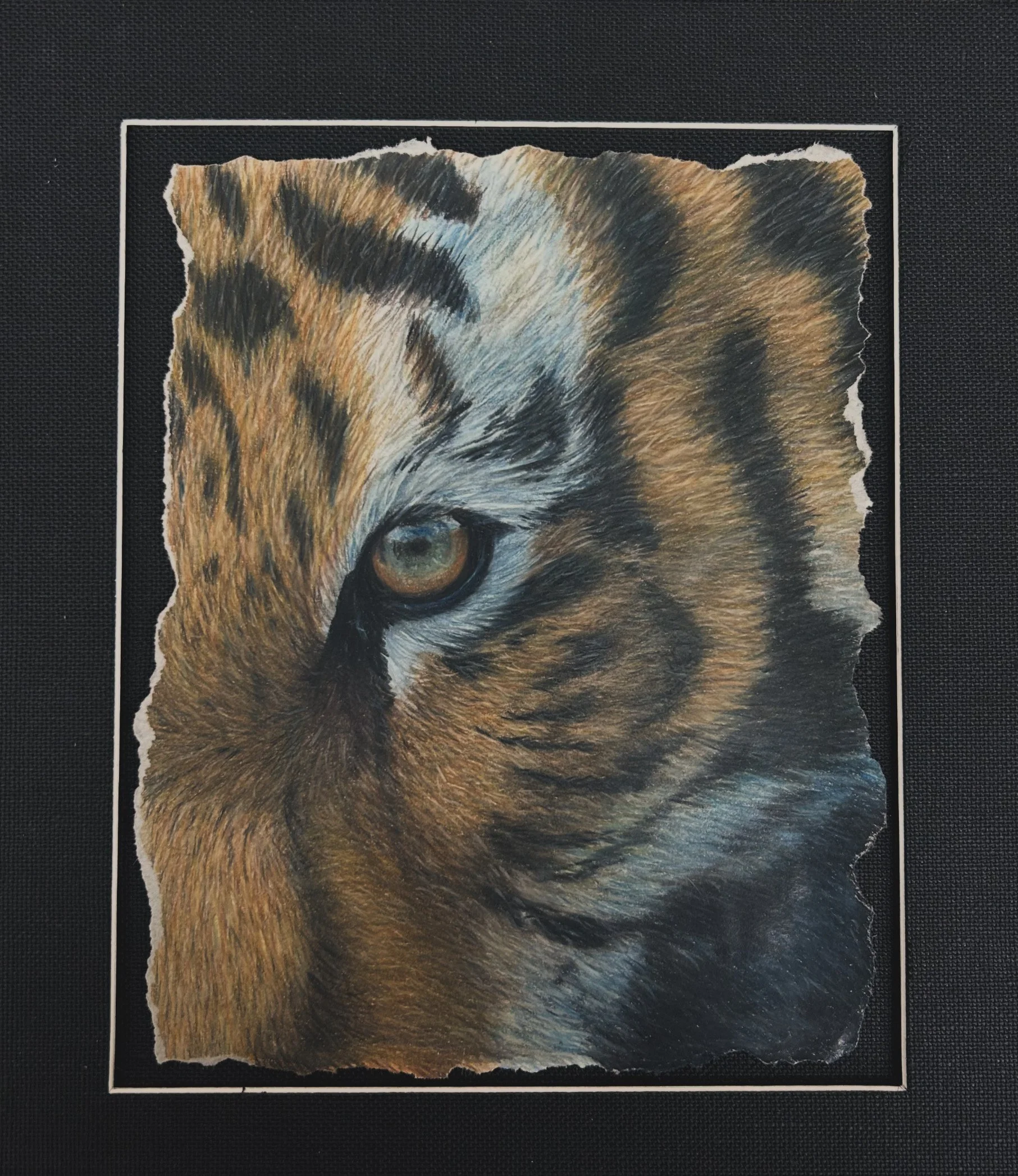 Tiger Eye, Colored Pencil, 2024