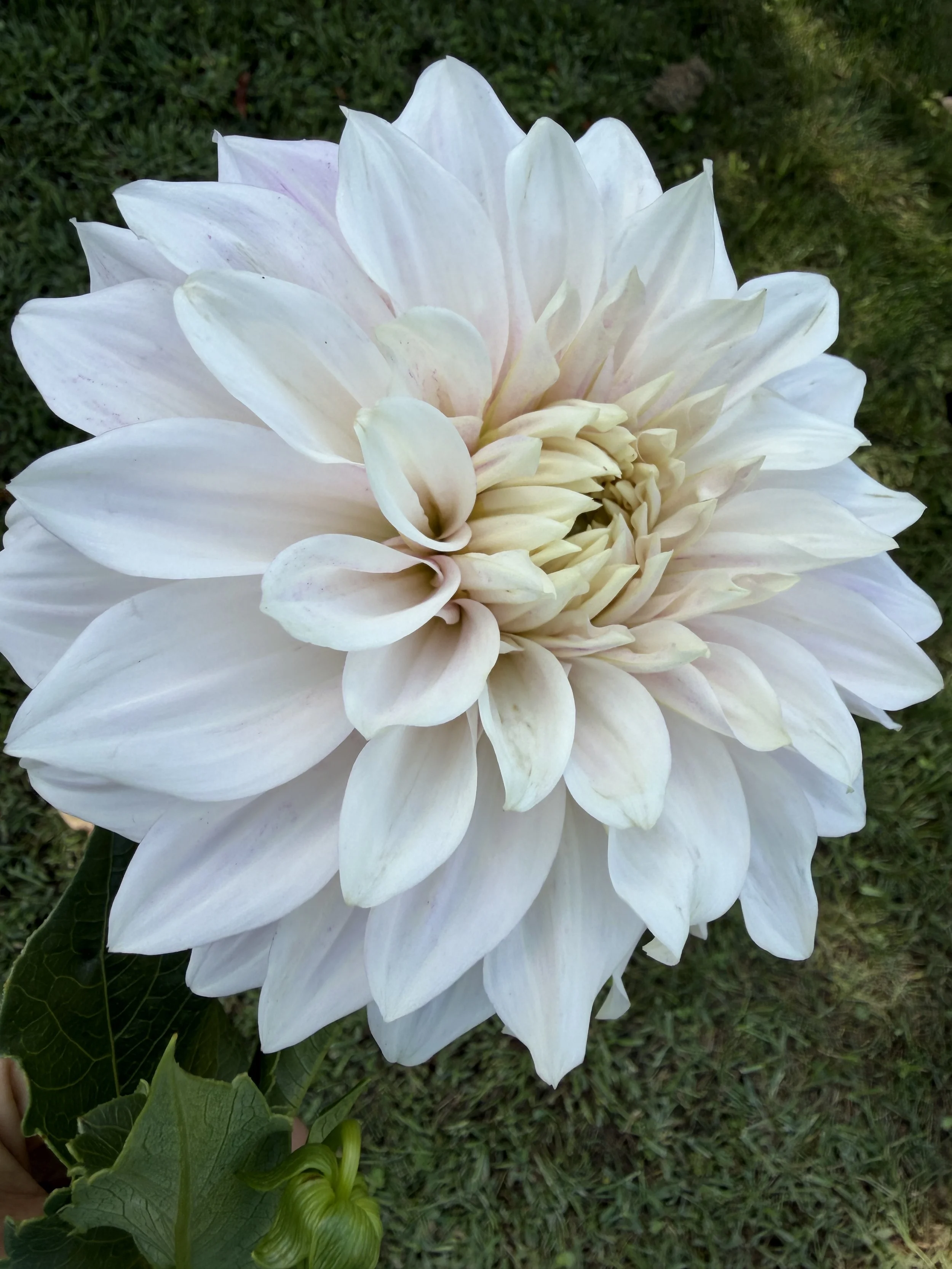 DAHLIA:  Marryn's Mawmawo and Popo (Limit 1)