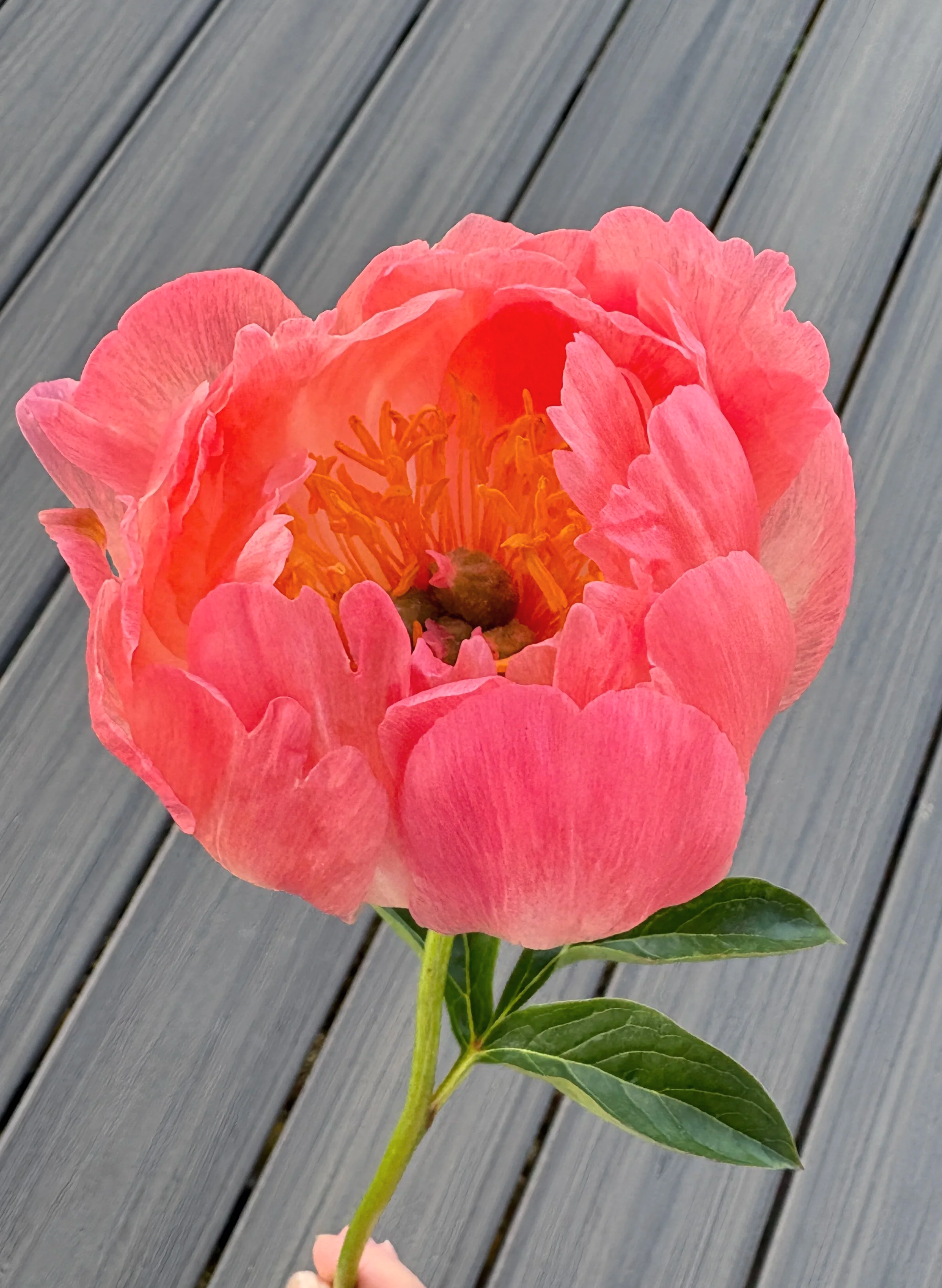 IMG_9857.png