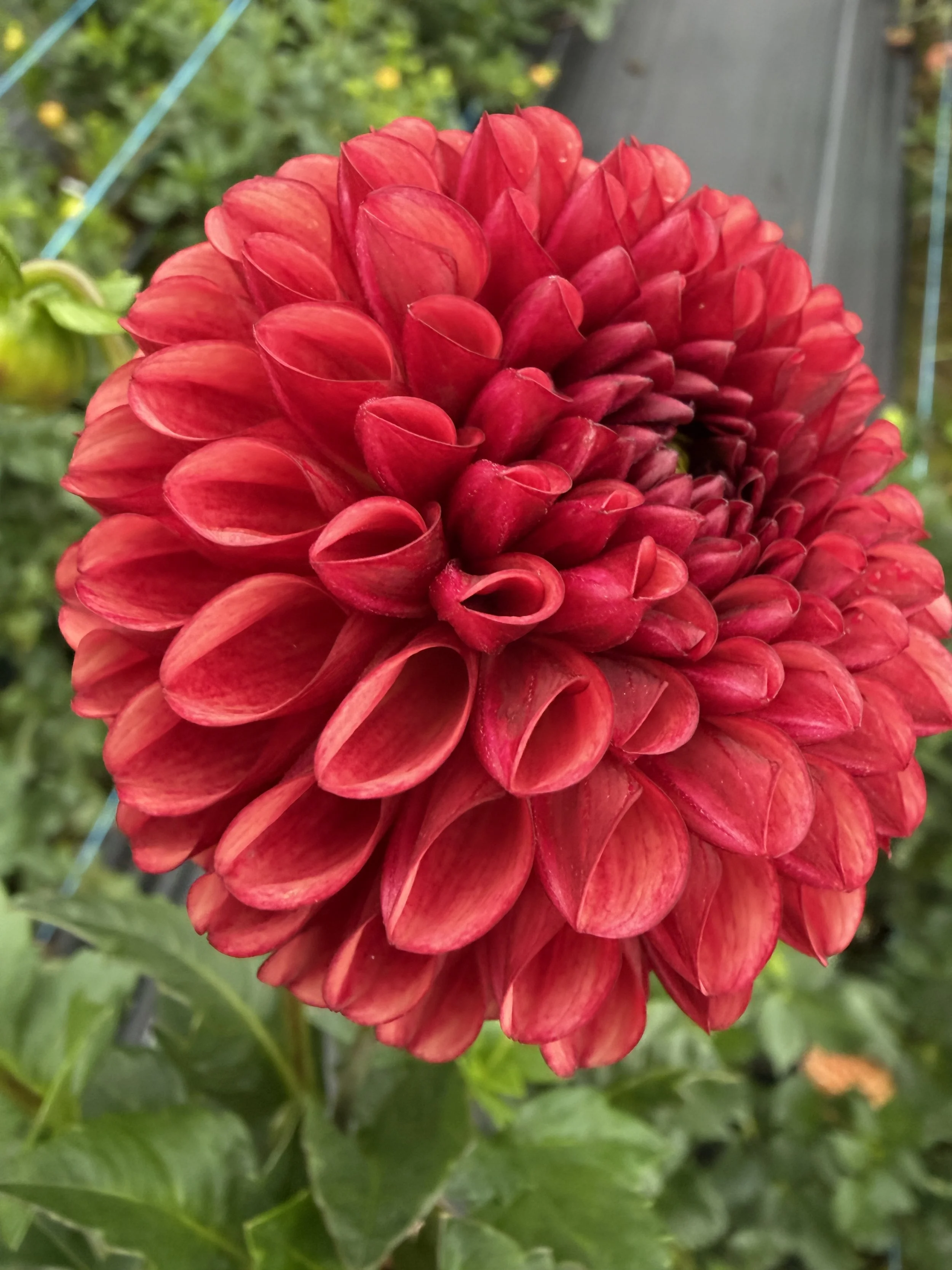 DAHLIA:  Brown Sugar (Pack of 5)