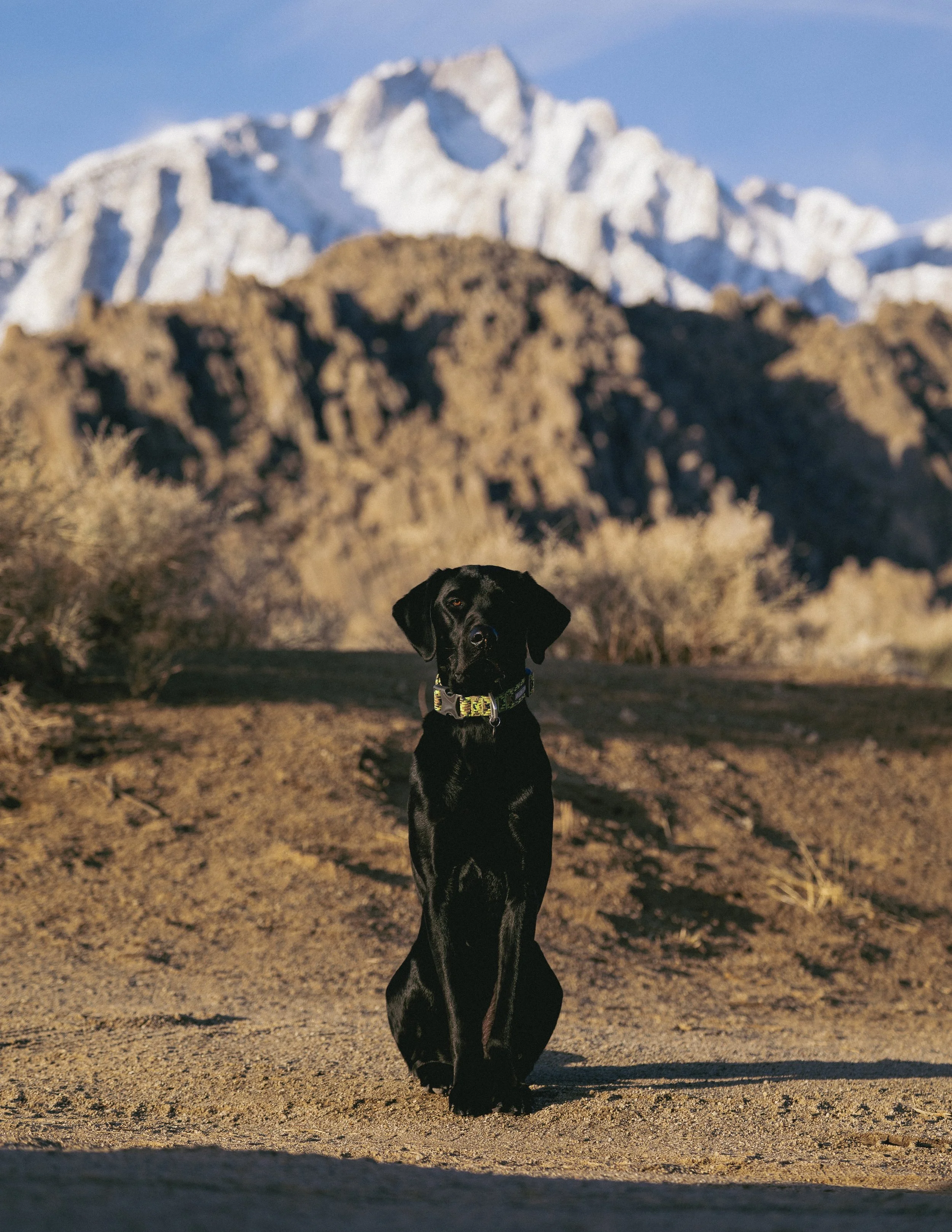 Black dog sitting on a dirt trail in front of desert shrubs, with snow-capped mountains in the background.