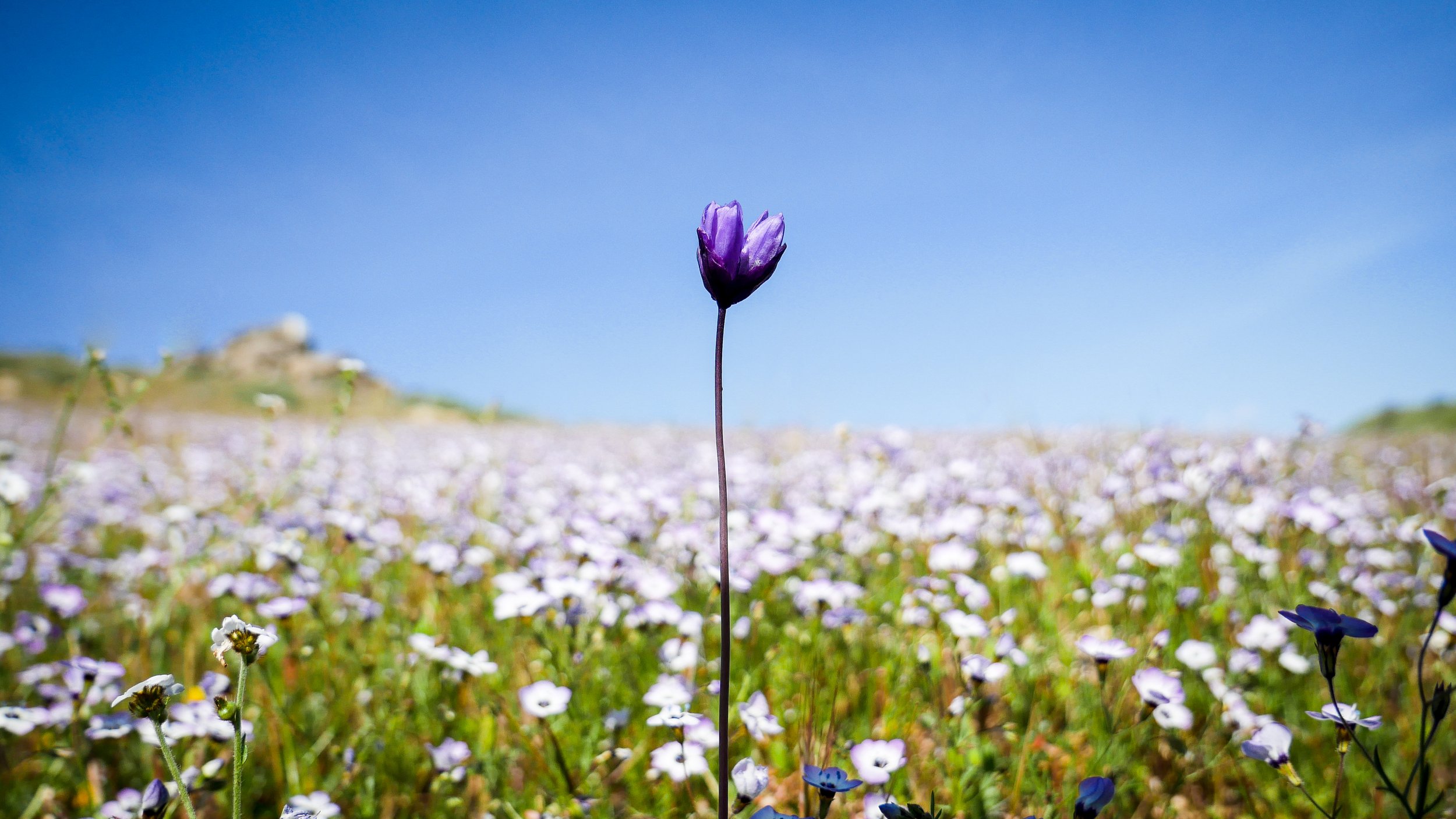 A solitary purple flower stands tall in a field of small white and purple flowers with a clear blue sky in the background.