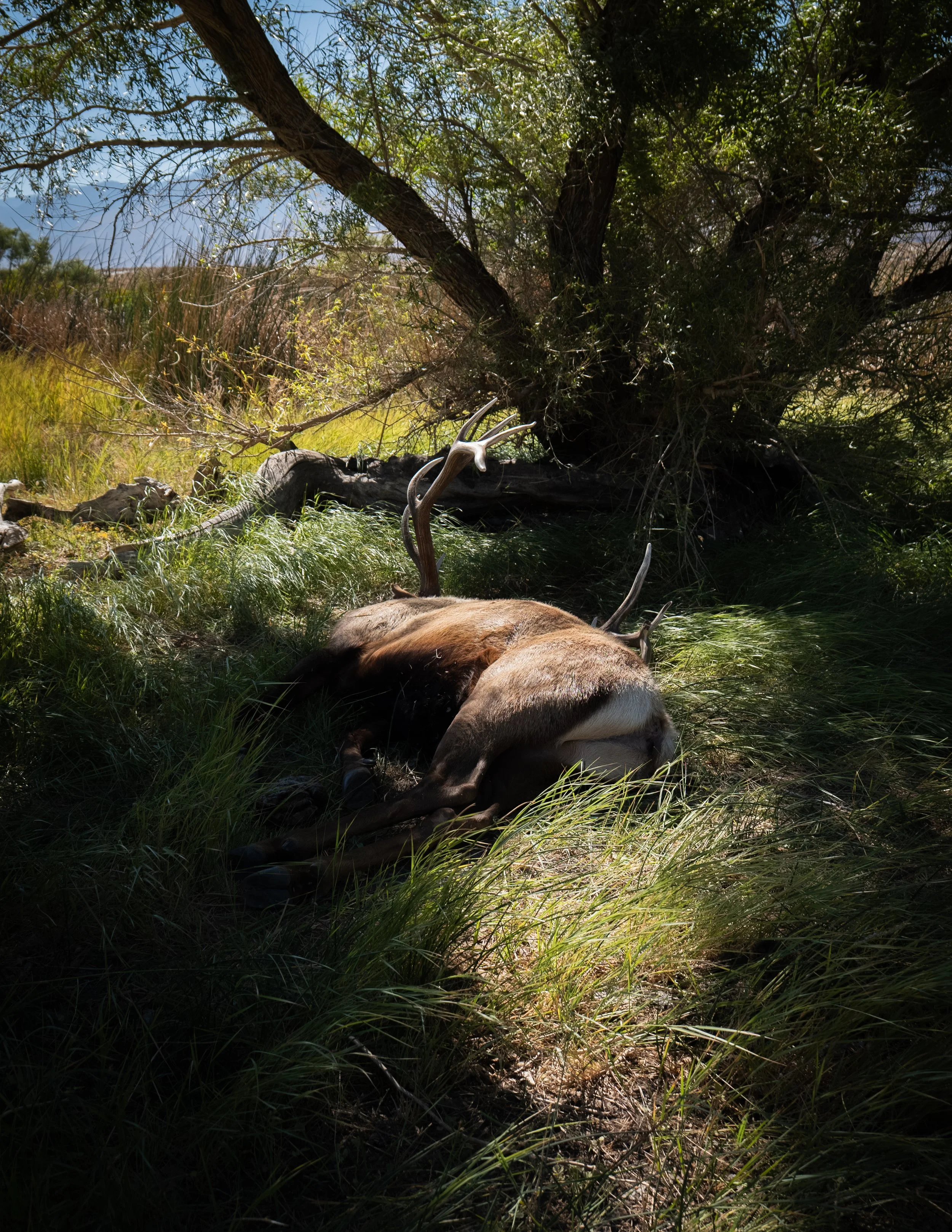 A dead antelope lying on the grass beneath a tree in a natural outdoor setting.