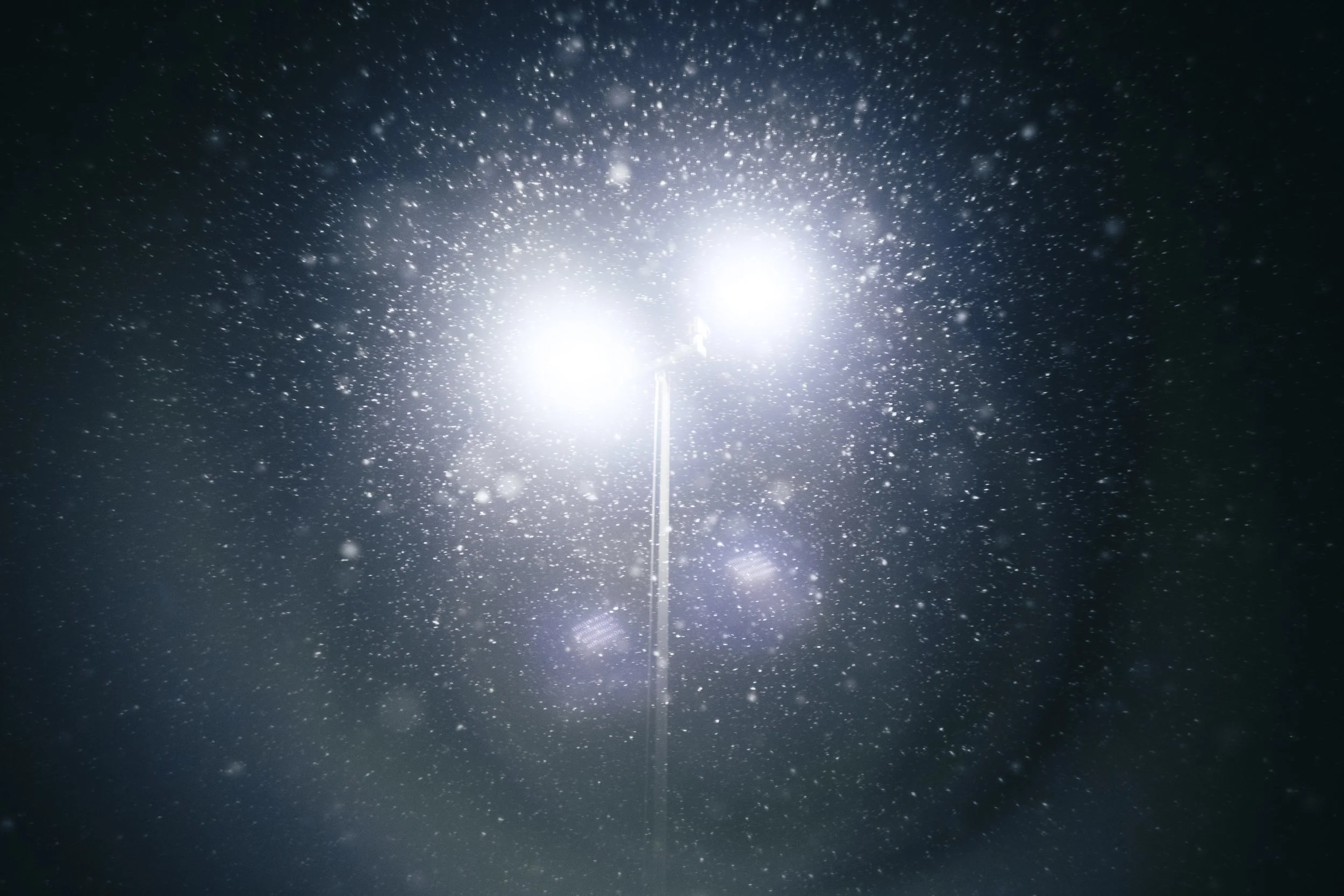 BarkSakNov11-02 3.jpg