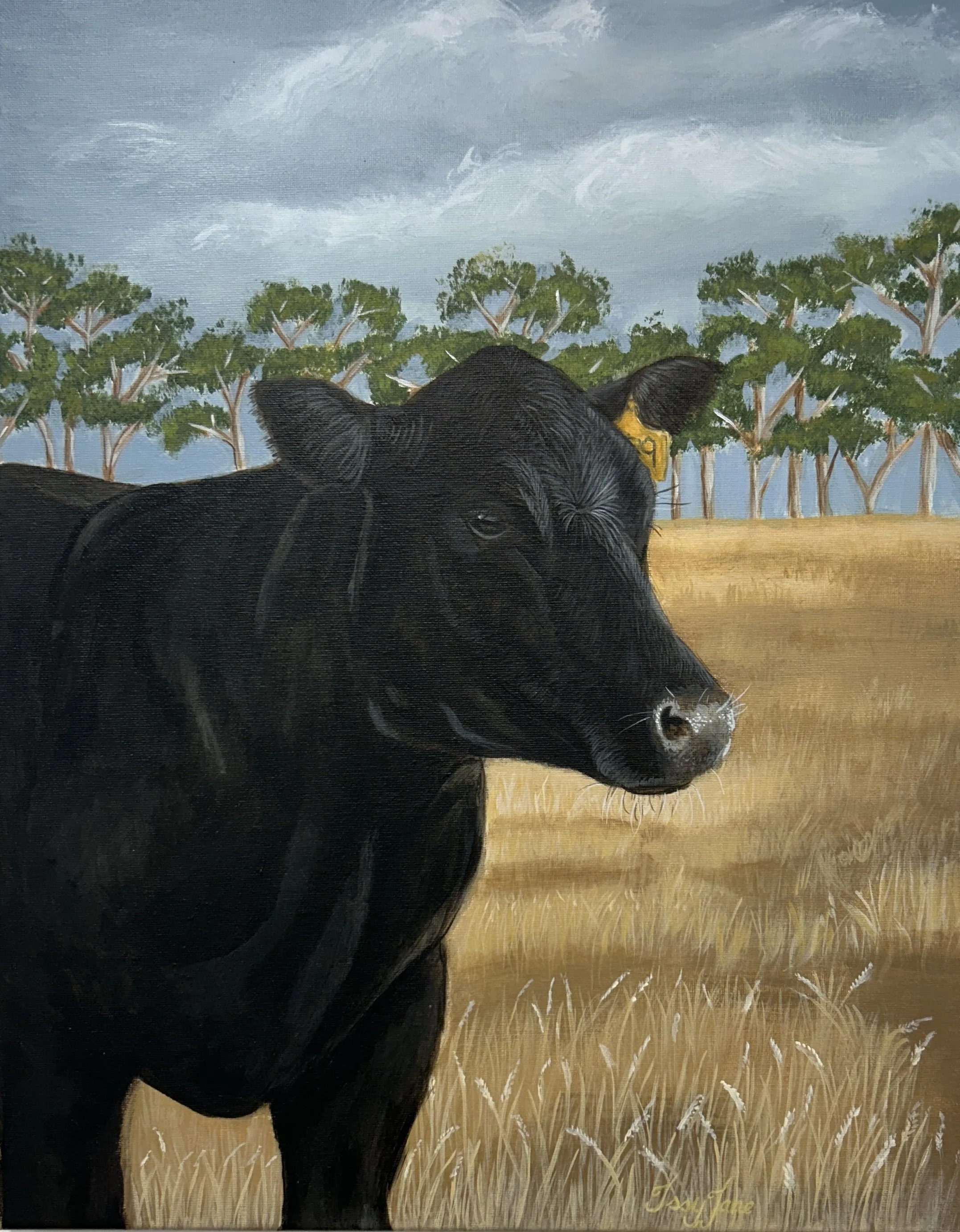 "Black Angus on Golden Country" by Issy Kirkby