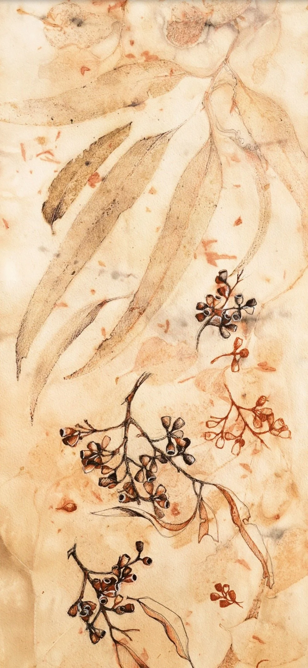 "Eucalyptus nuts" by Jo Hollier