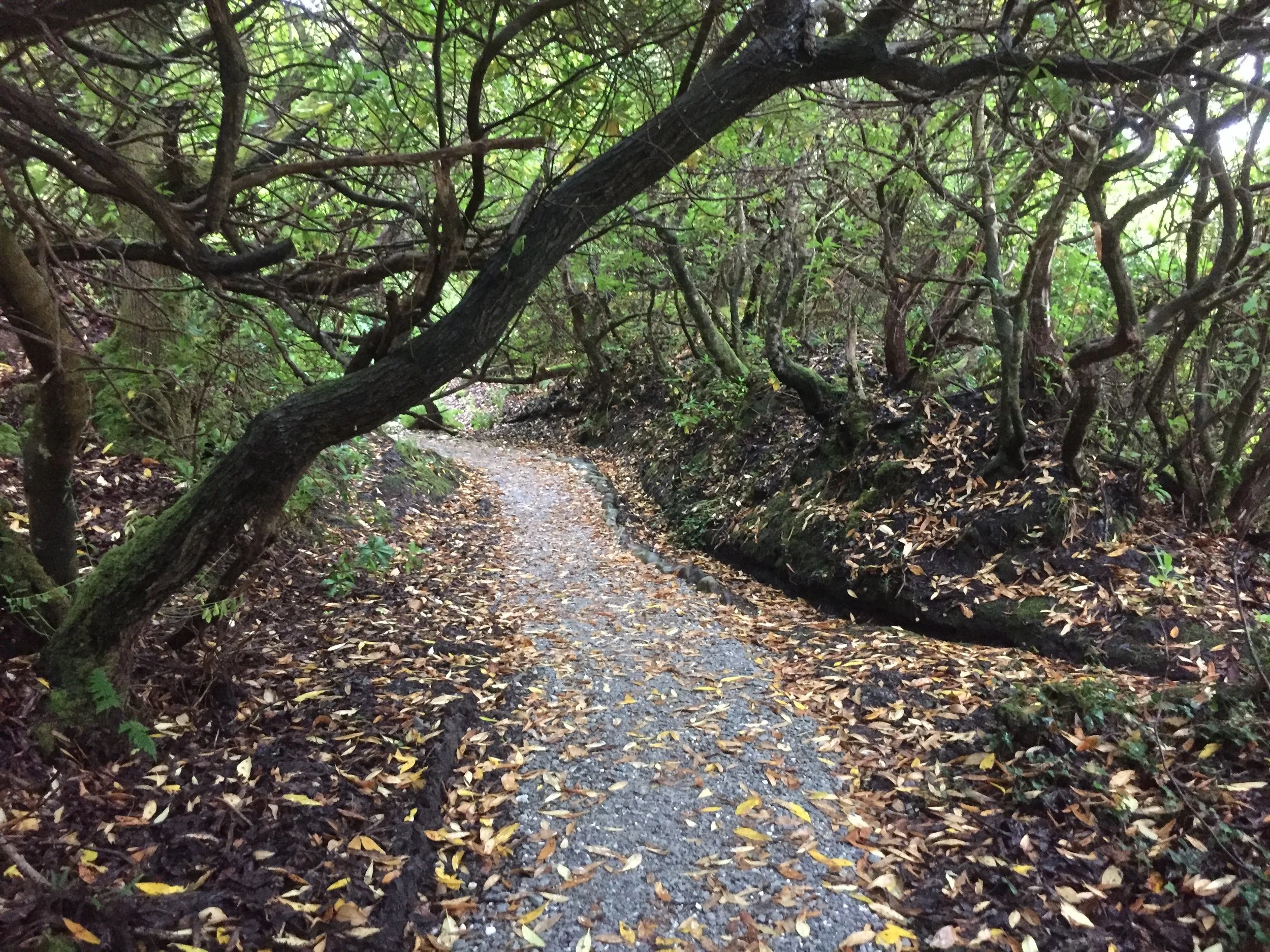 treetrail.JPG