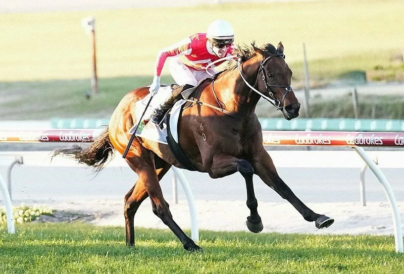 &spades;️ How good to see Ace Bloodstock-owned, 3YO Il Cubo (Rubick x Buon Auspicio) return to the winner&rsquo;s circle with a tough performance @sthsideracing Cranbourne yesterday 💪

Big thanks to the @pricekentracing team, who do a great job with