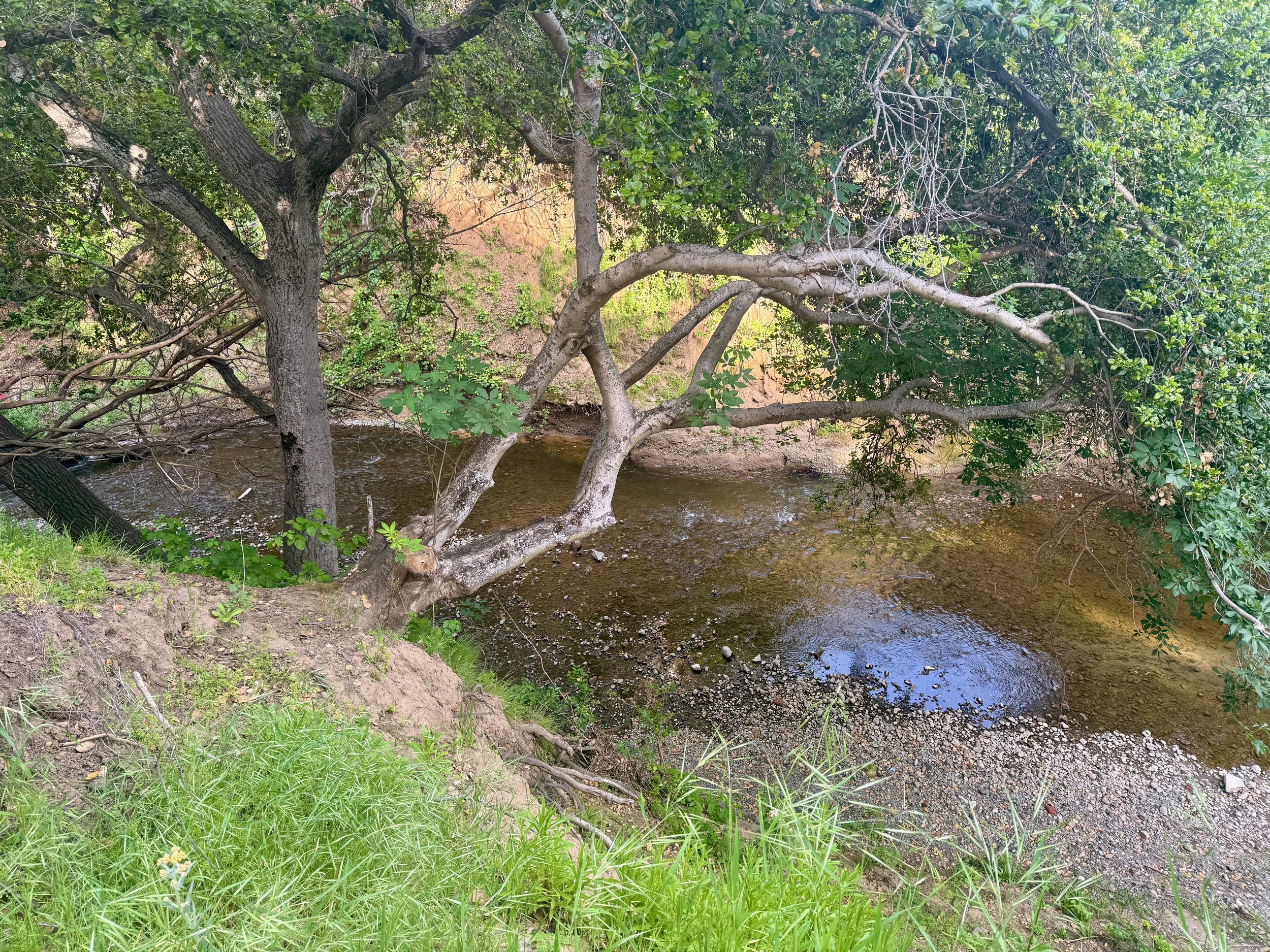 Creek Cleanup