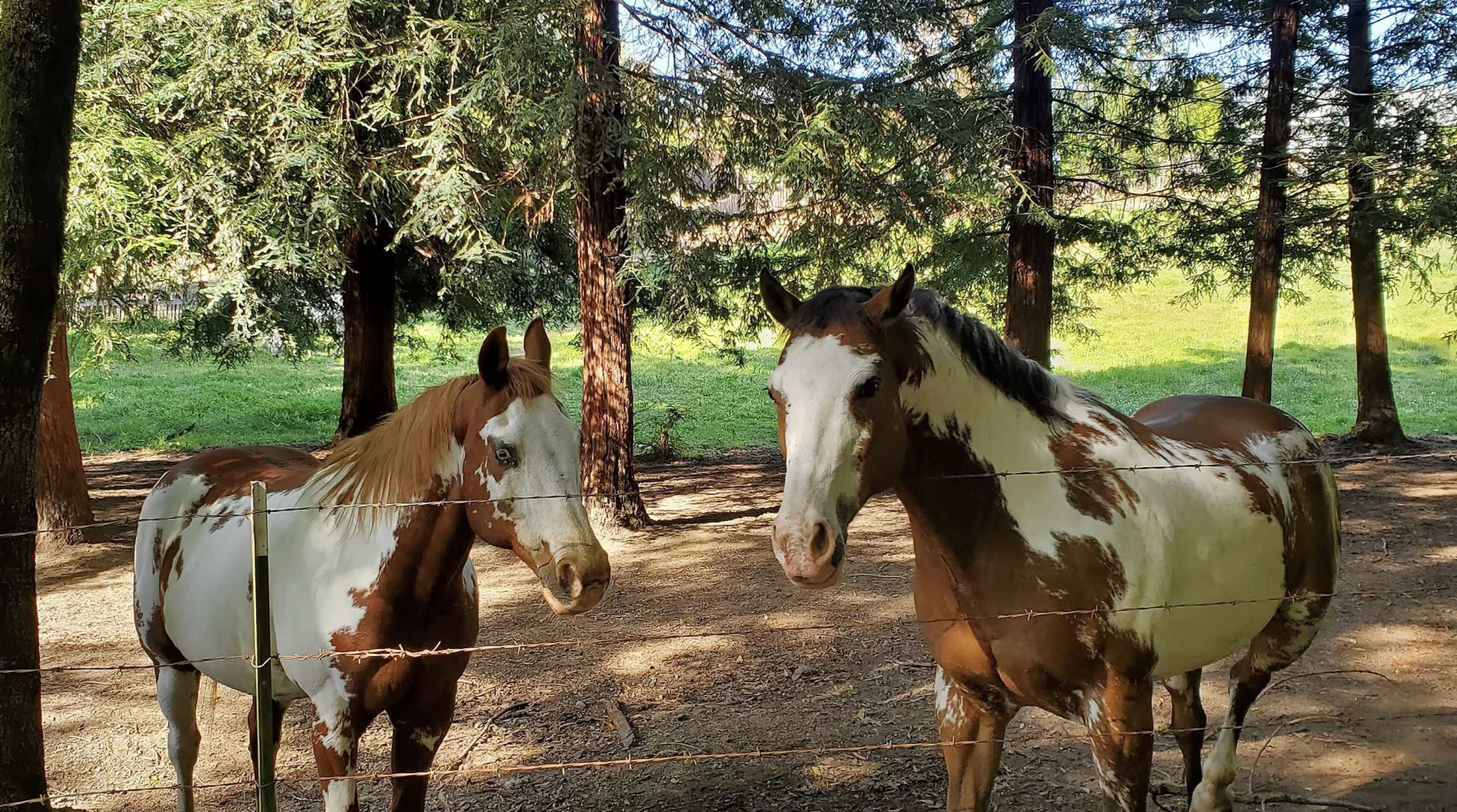 Camino de Sonoma Pilgrimage-Stage 4
