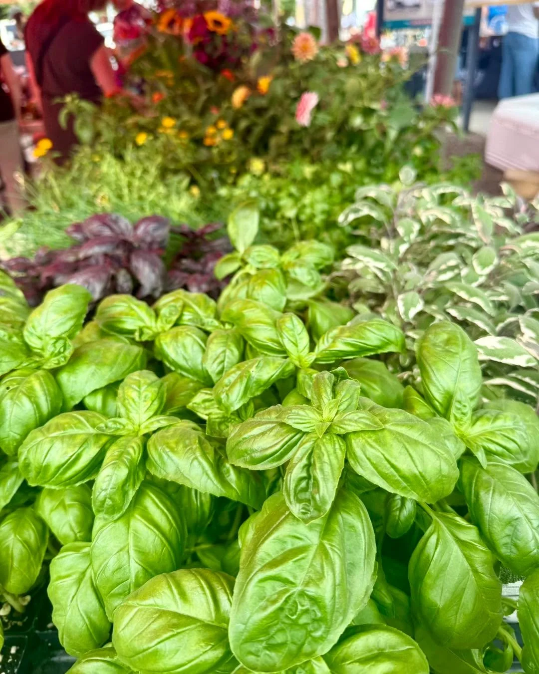 Green, vibrant, and fresh from the field. 🌿

Fresh basil, vibrant vegetables, and flowers in full bloom&mdash;summer is officially showing off at the Del Ray Farmers Market. 🌿🥕🌻

Come stroll the market, meet your local growers, and bring home the