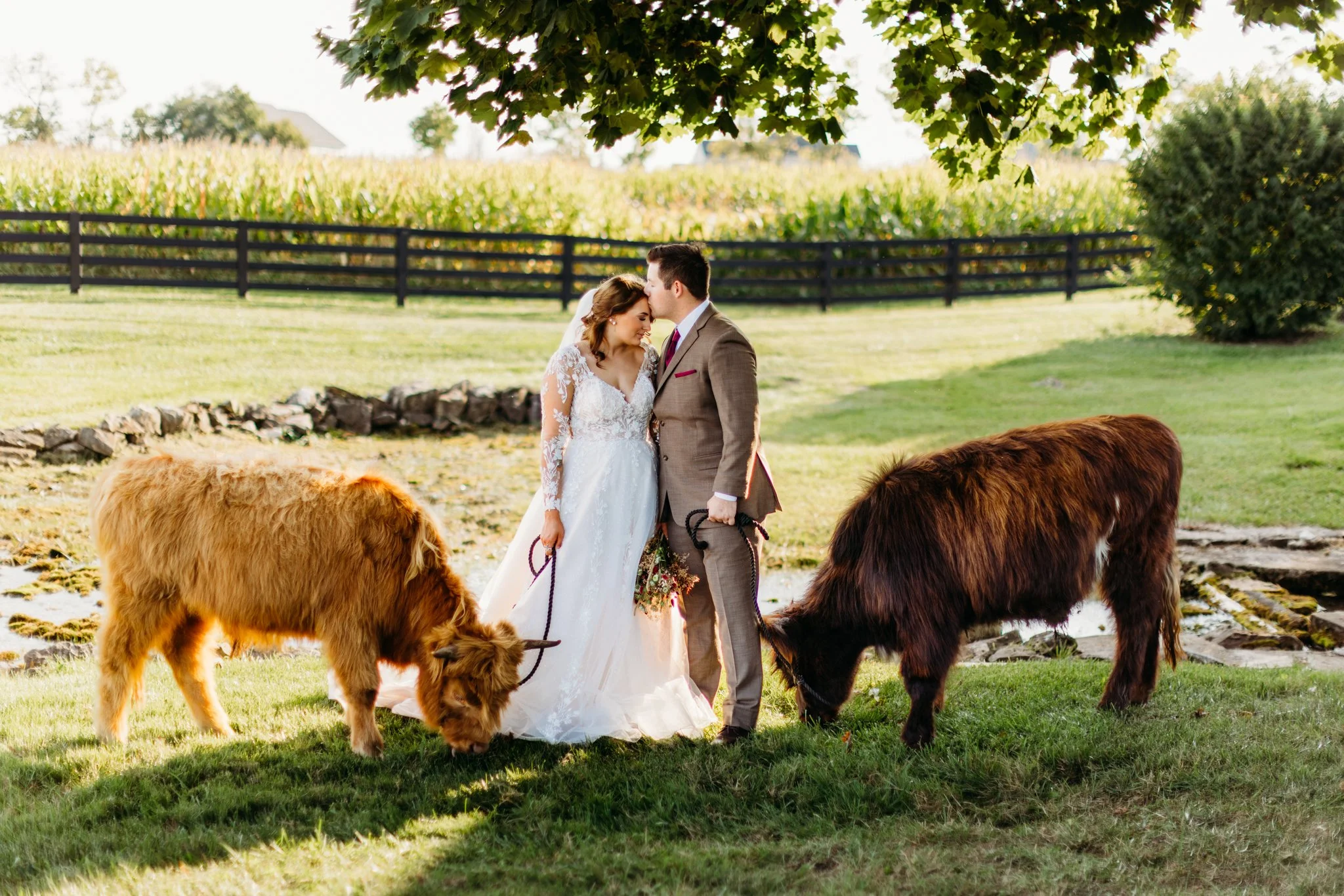 Bride and groom standing in a sunny Virginia field beside two grazing highland cows