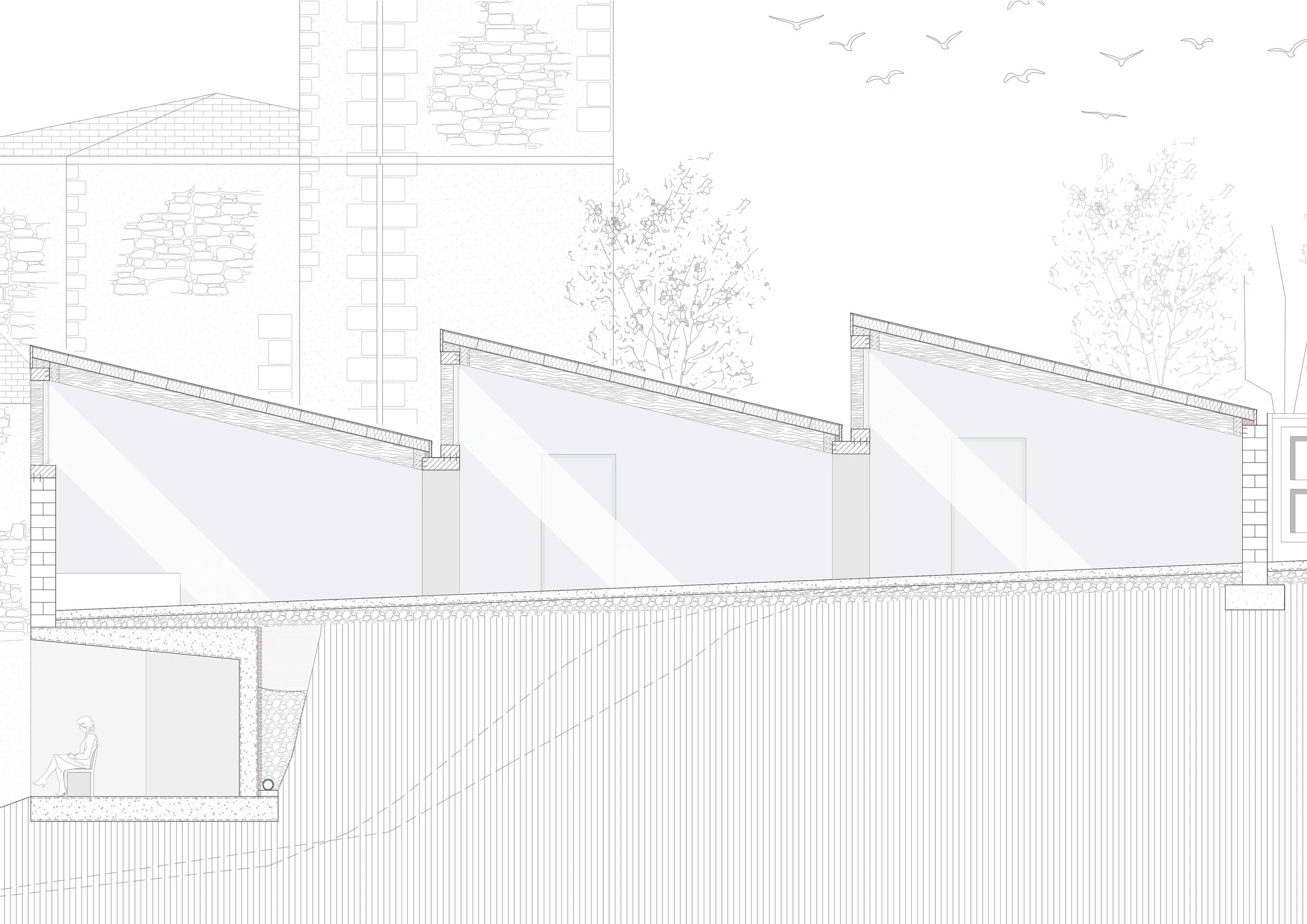 Longitudinal Section