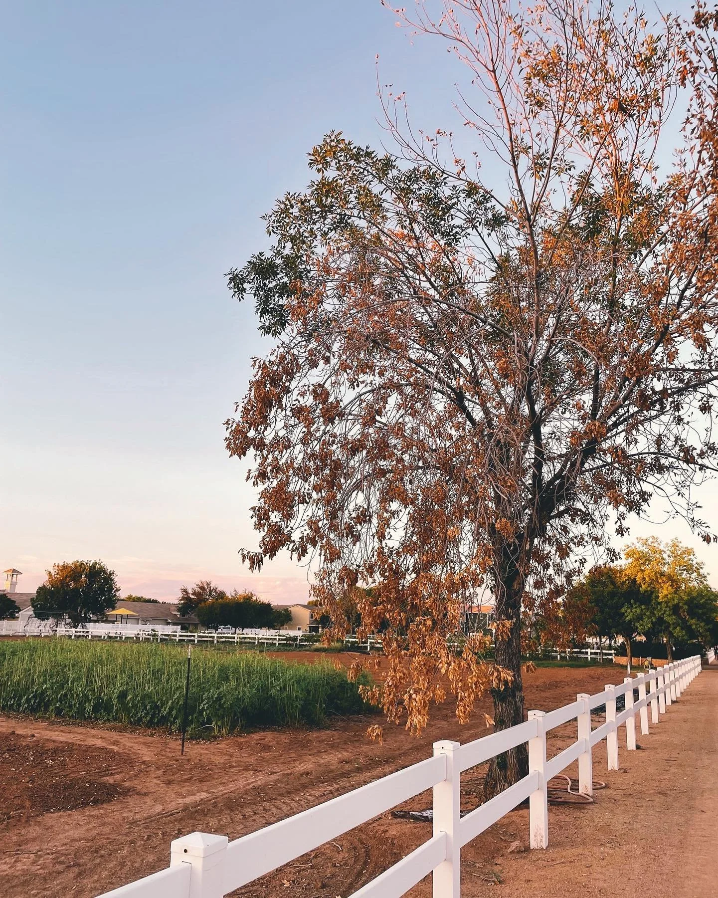 cleaning, cooking
planning, hoping
fearing, dreaming.

sometimes, lists win&mdash;
I forget to look around

and call it a good life.

#twentywordtuesday