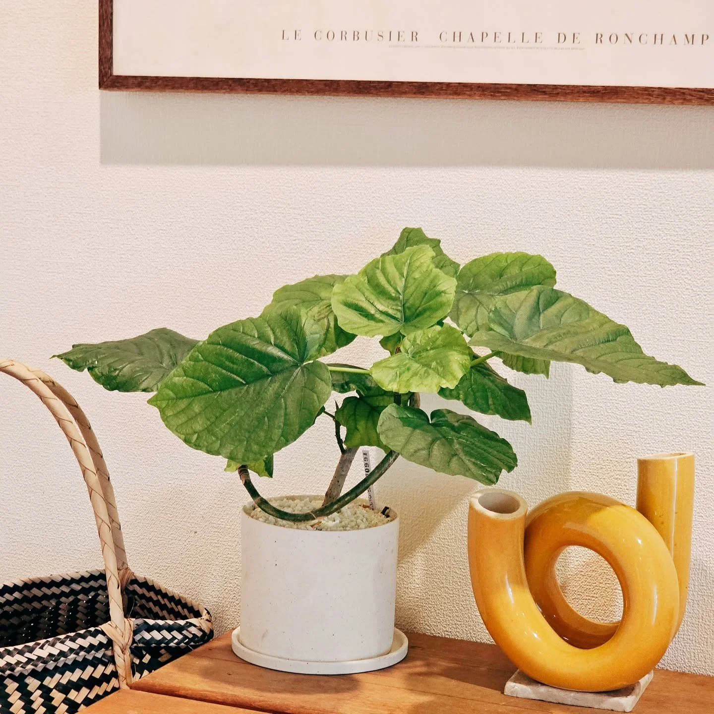 Ficus Umbellata.

Welcome. 
#tonafu 
#木村祐介