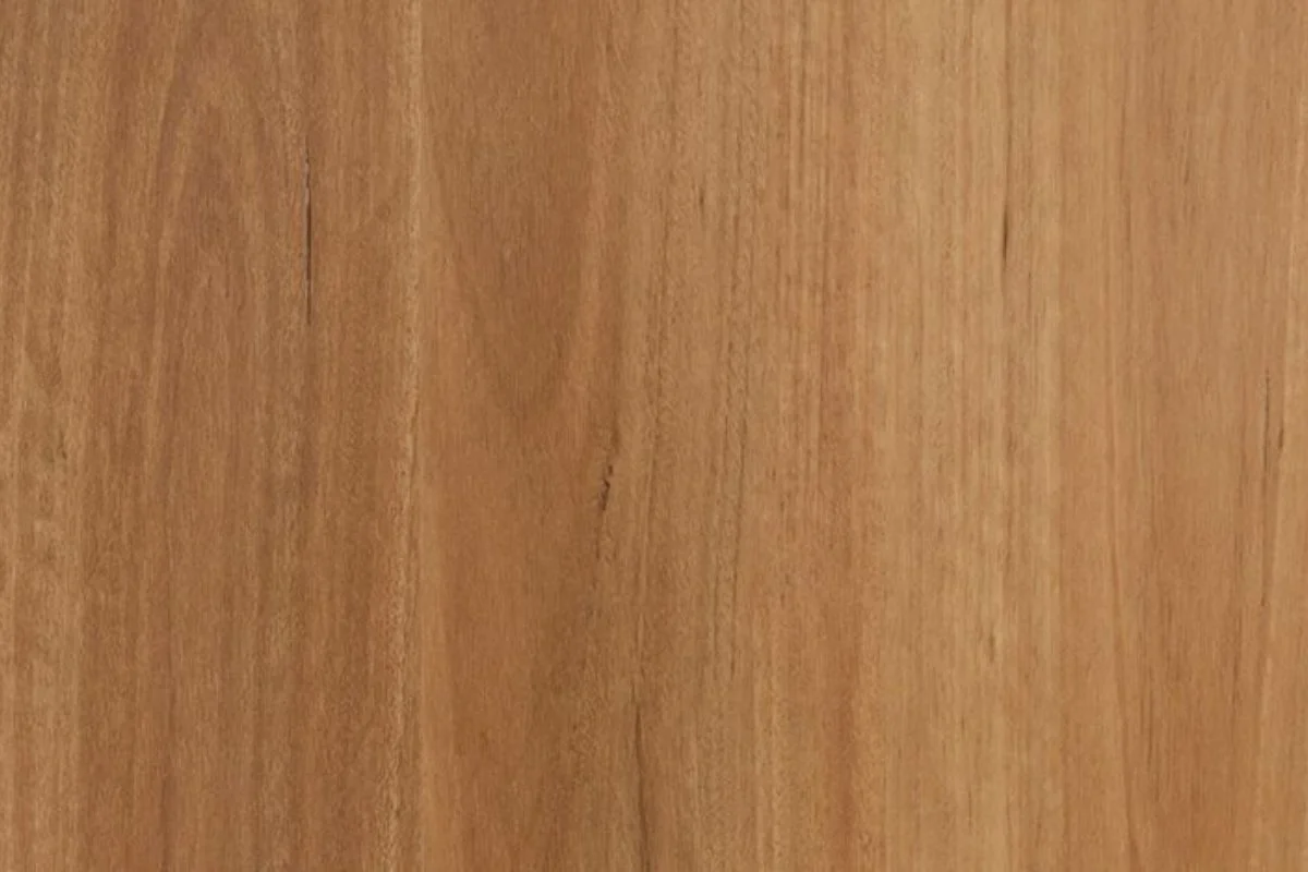New England Blackbutt