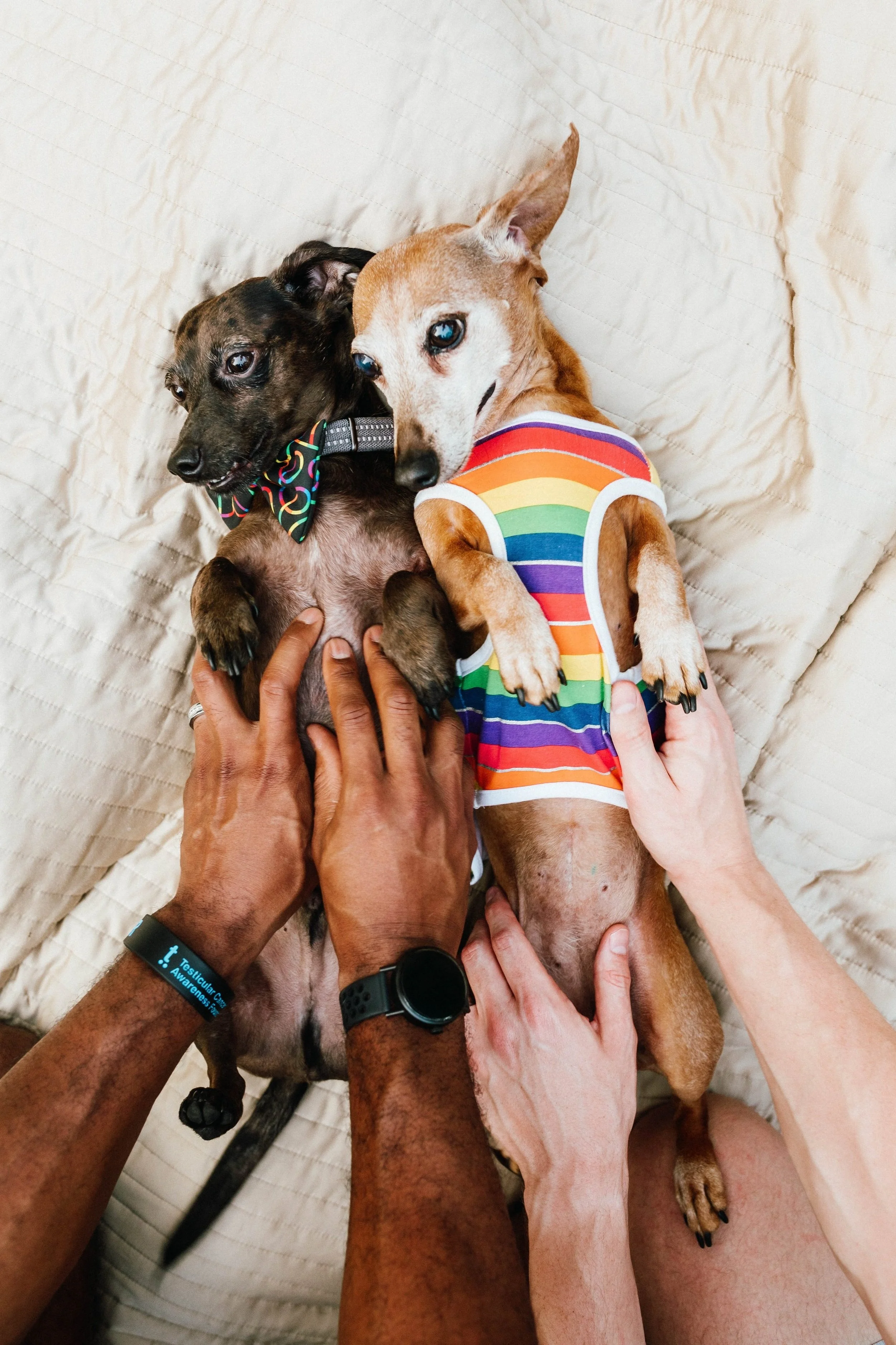 Miniature dachshunds, fur babies