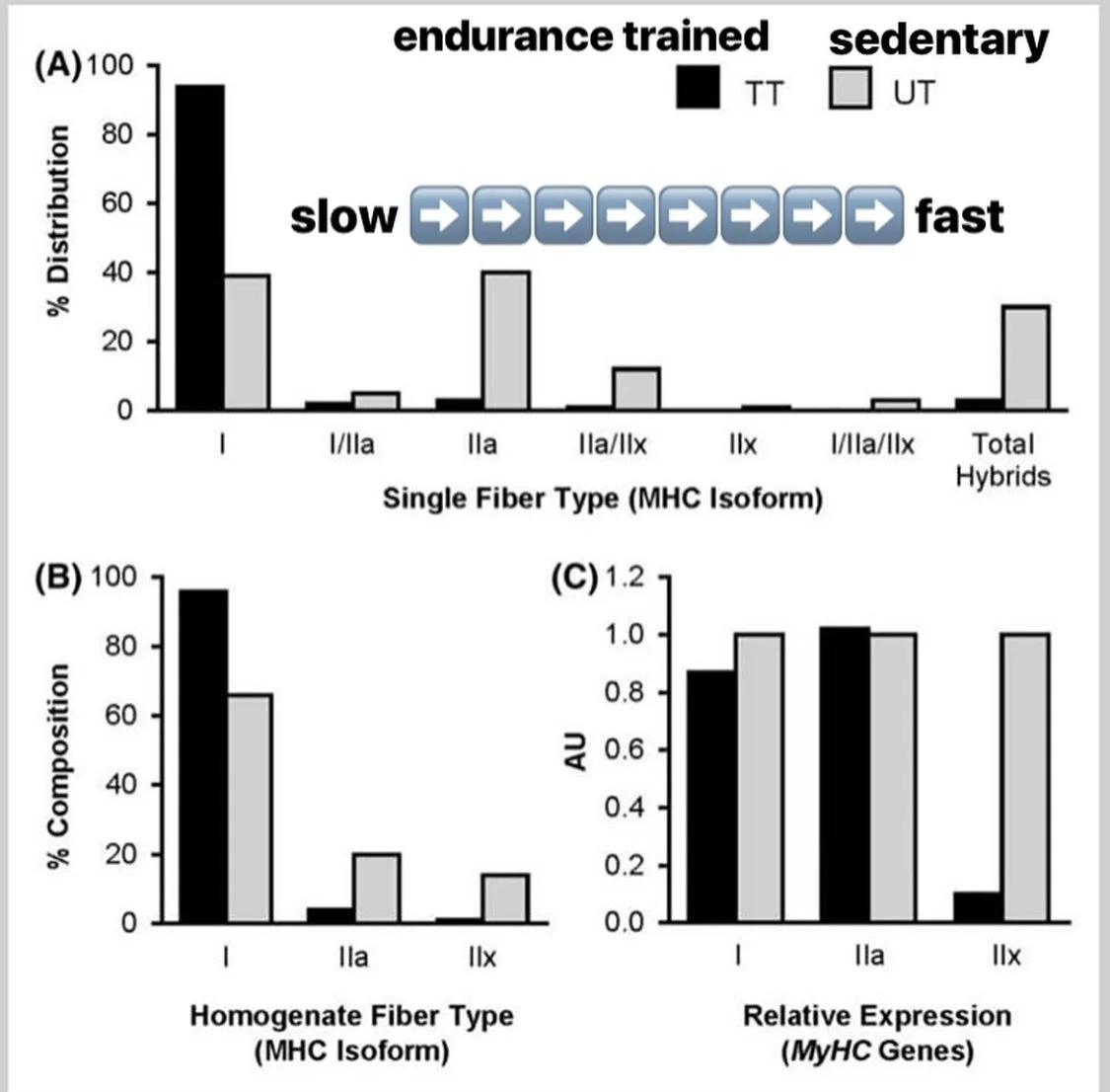 muscle fiber type distribution