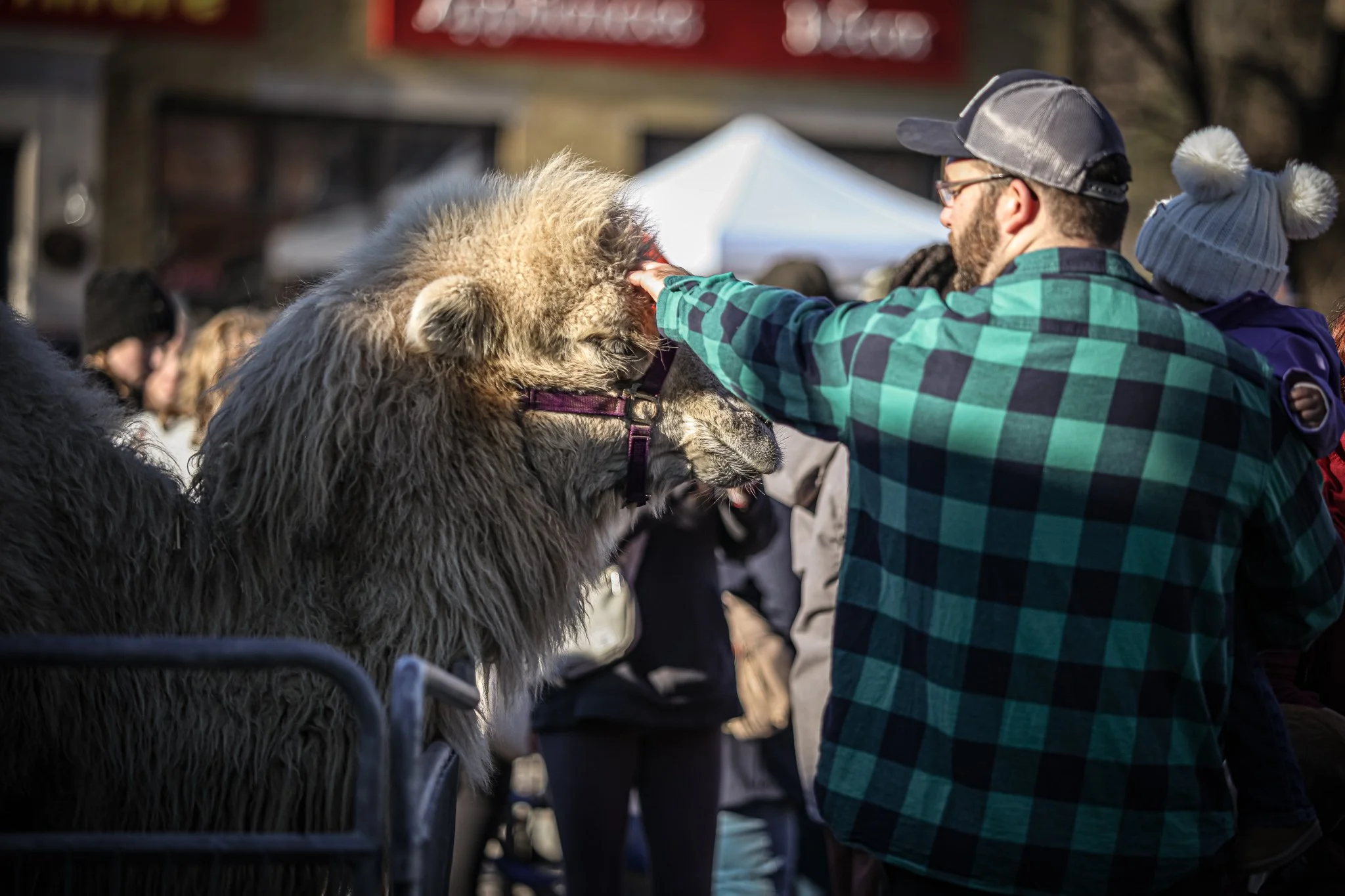 Man petting a llama at an outdoor event with other people and tents in the background.
