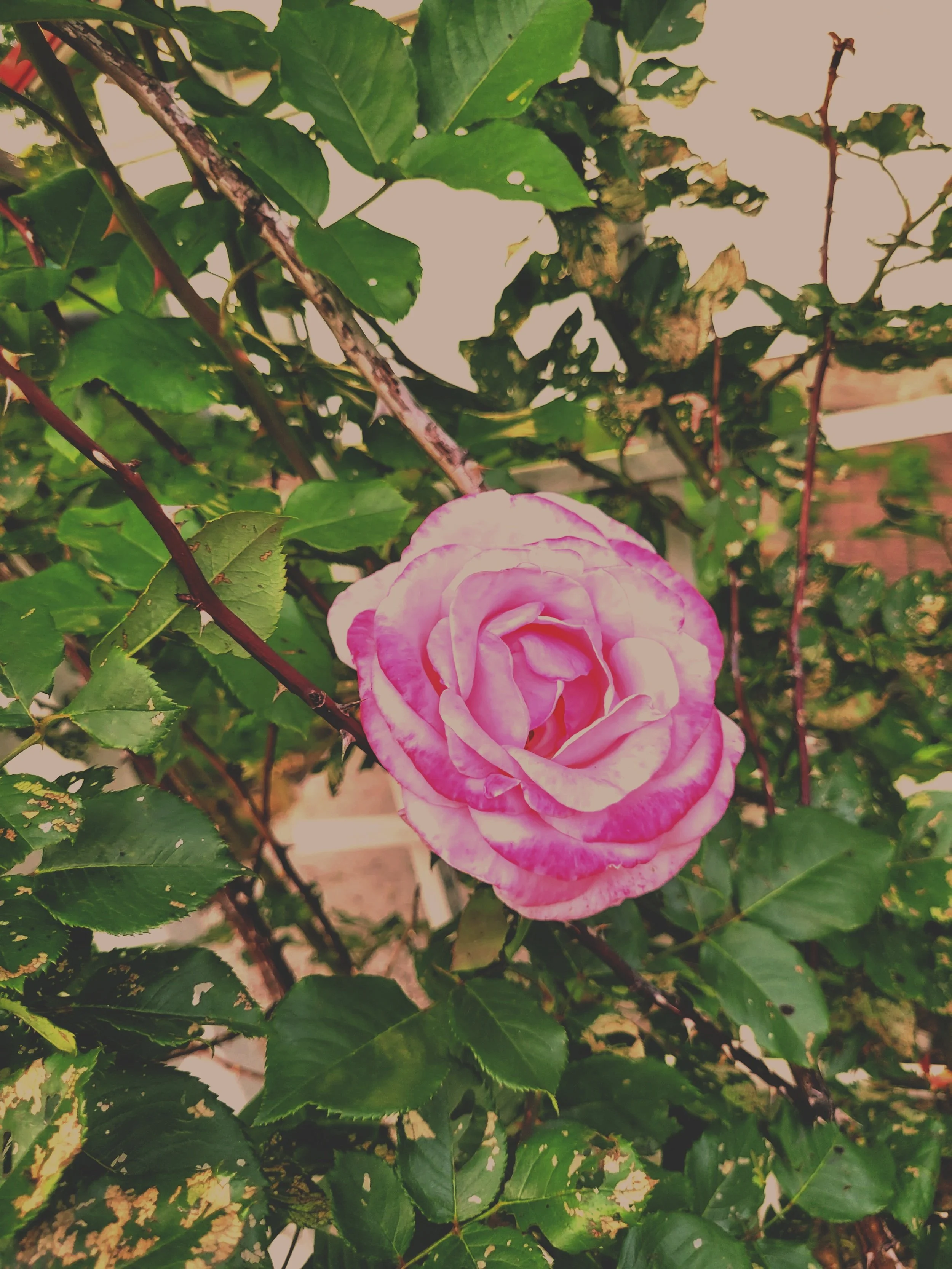 Story of the Month: Debbie’s Garden Secret