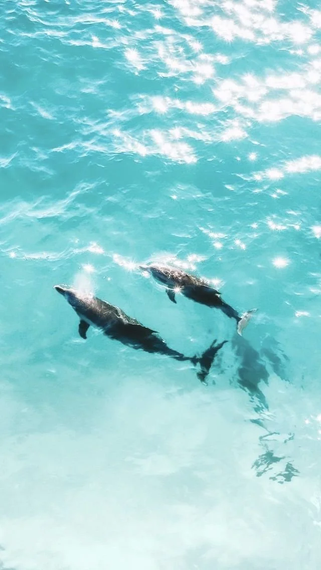 dolphins.jpg