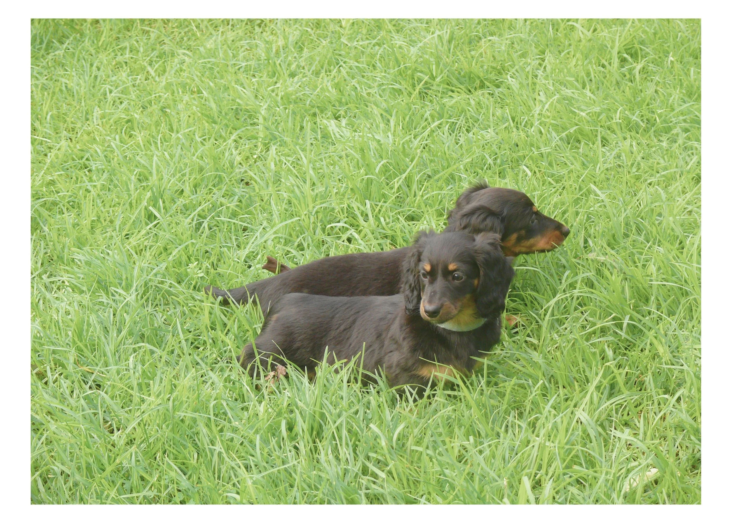 Two black and tan dachshund puppies lying in green grass, facing different directions.