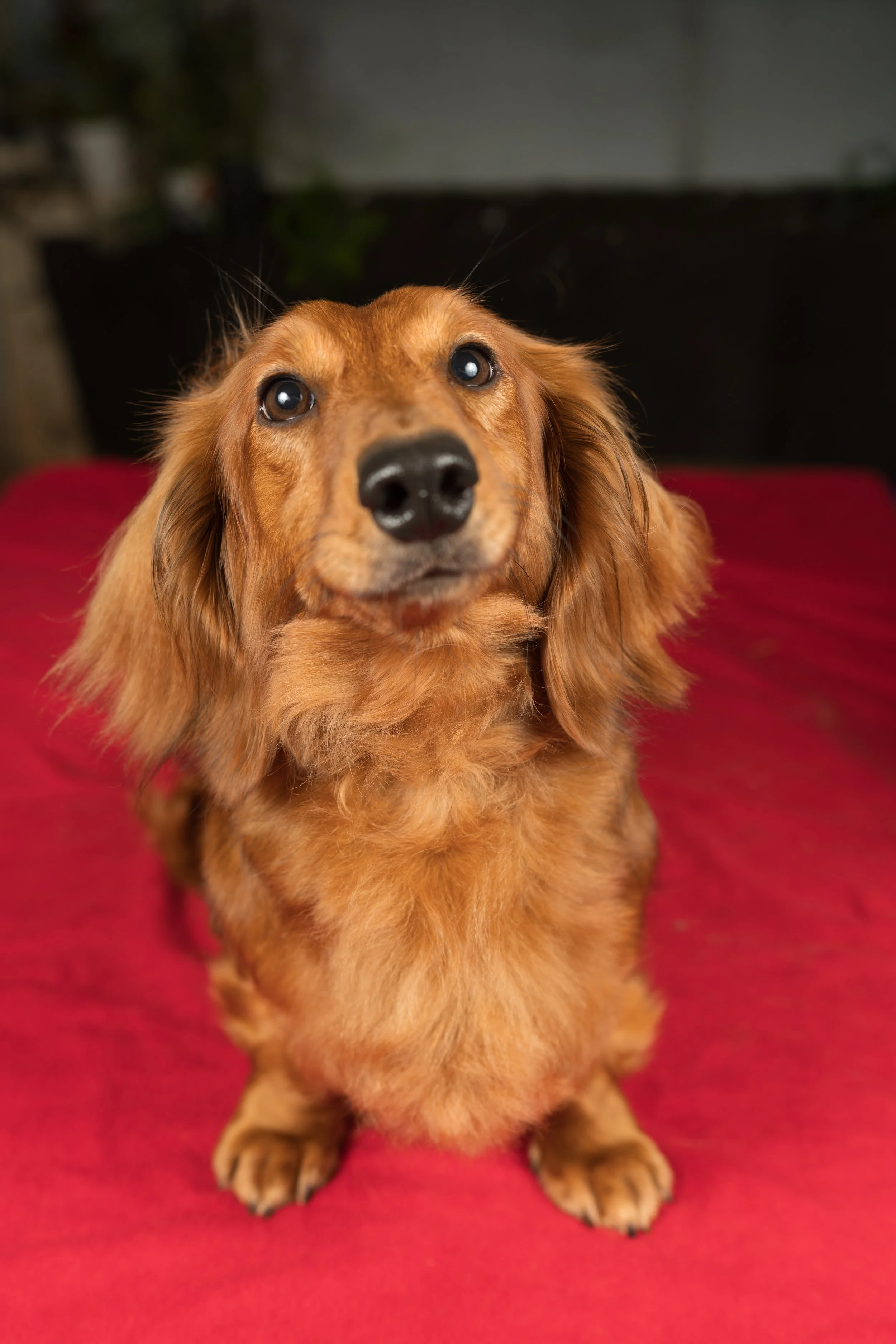 Close-up of a cute, long-haired dachshund sitting on a red surface, looking up at the camera with a curious expression.