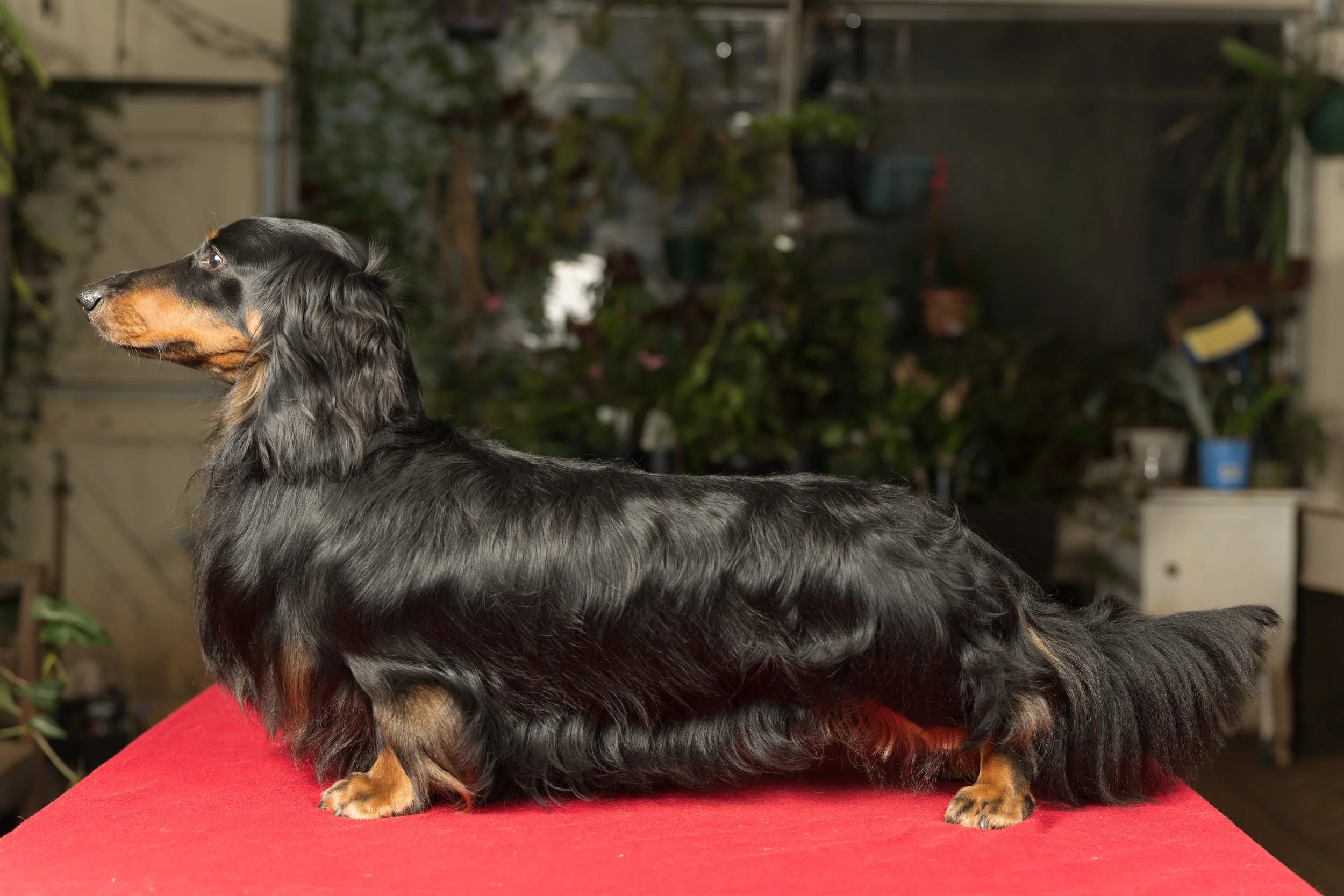 A long-haired black and tan dachshund standing on a red table, looking to the left, in an indoor space with plants and various objects in the background.
