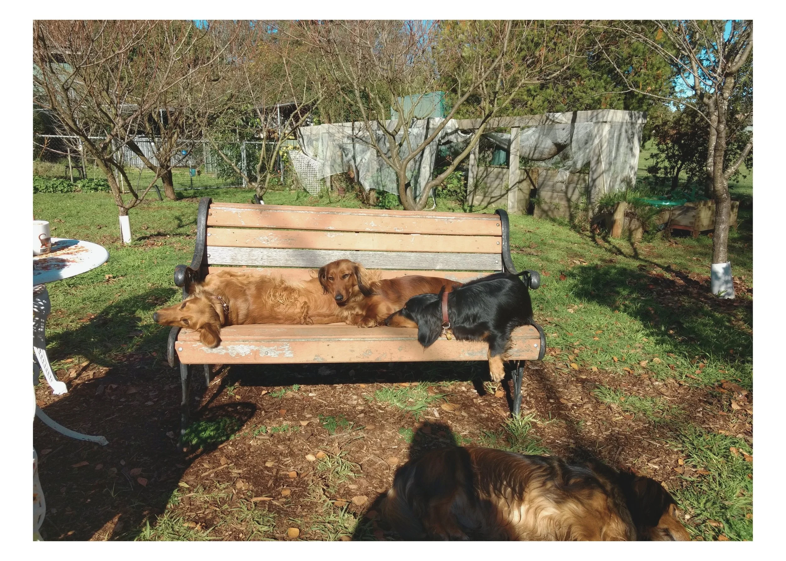 Gracie( Leila) Nellie aand Bridee (1).jpg