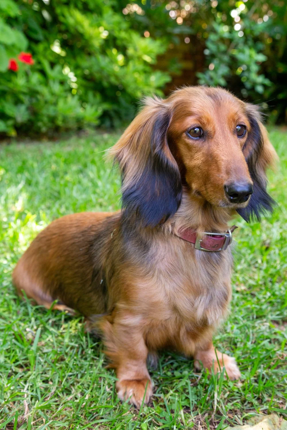 A brown and black long-haired dachshund sitting on green grass with bushes and plants in the background.