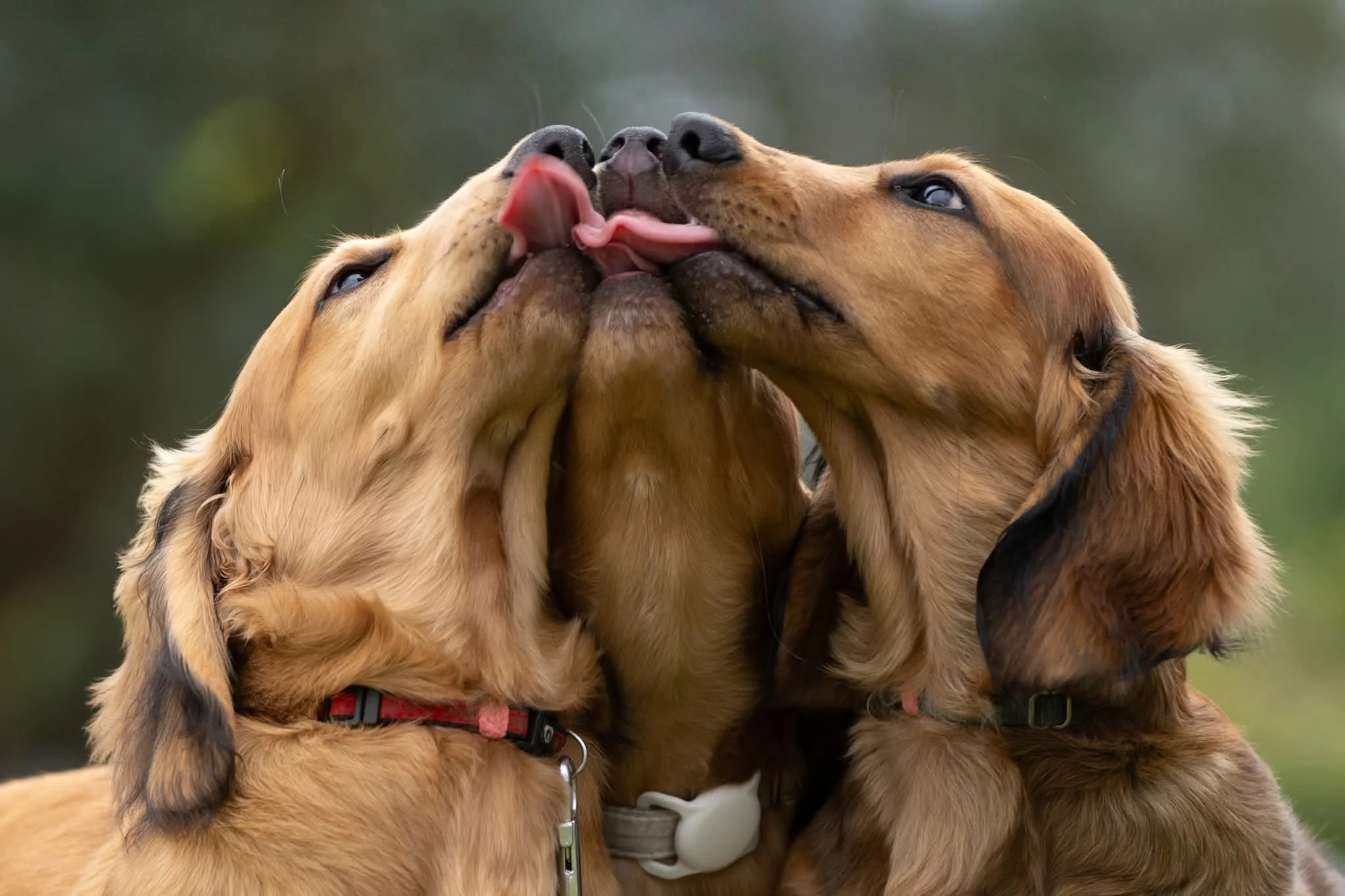 Three golden retriever dogs with closed eyes and their tongues touching, appear to be licking each other.