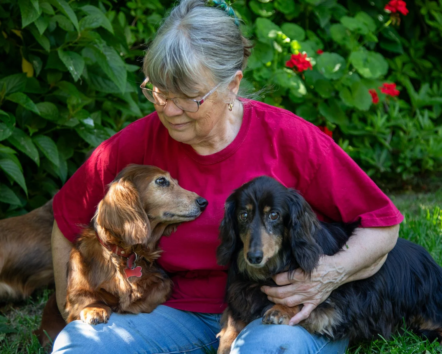 A woman with sitting outside on grass with green foliage and red flowers in the background, holding a black and tan long-haired dachshund in her arms and a brown long-haired dachshund nearby.