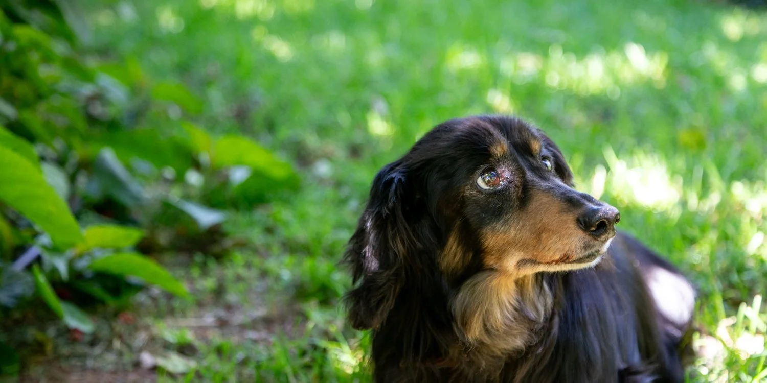 A black and brown dog lying on green grass, looking to the right.