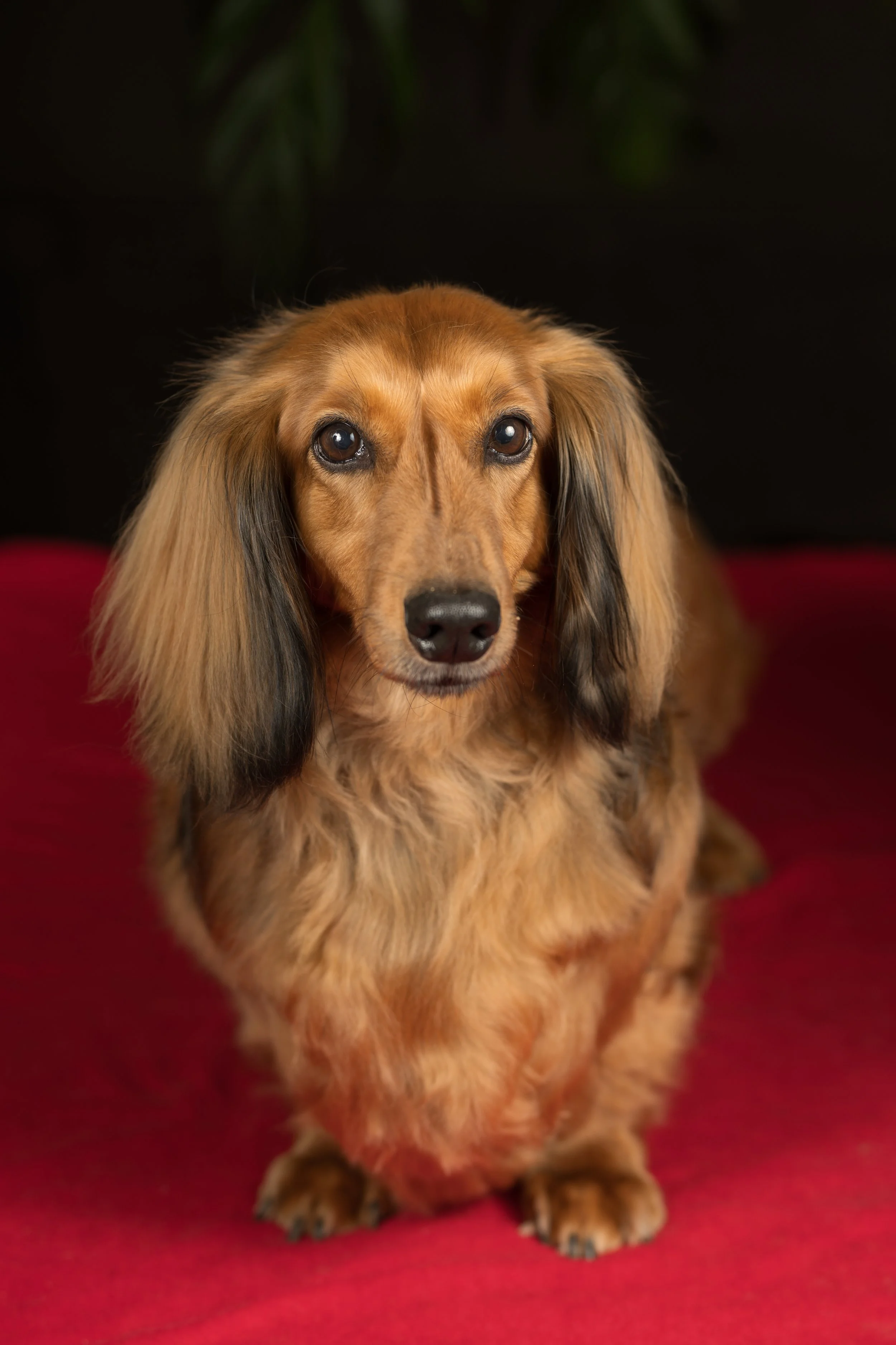 A long-haired dachshund with a reddish-brown coat and black ears sitting on a red surface, looking at the camera.
