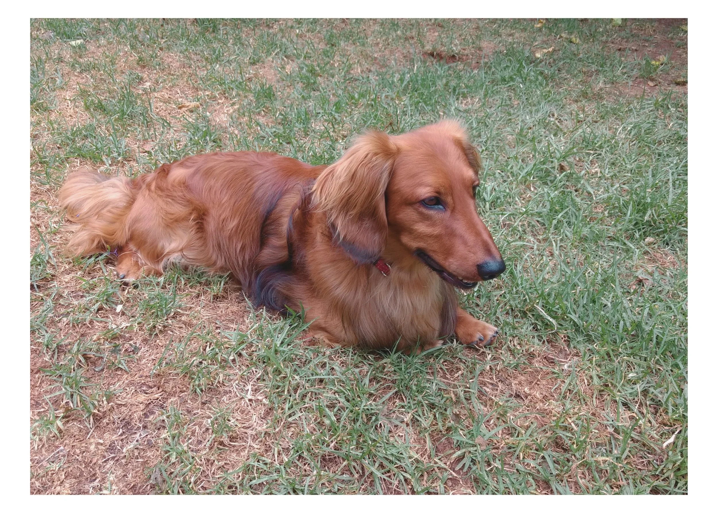 A long-haired, brown dachshund lying on a patch of grass and dirt.