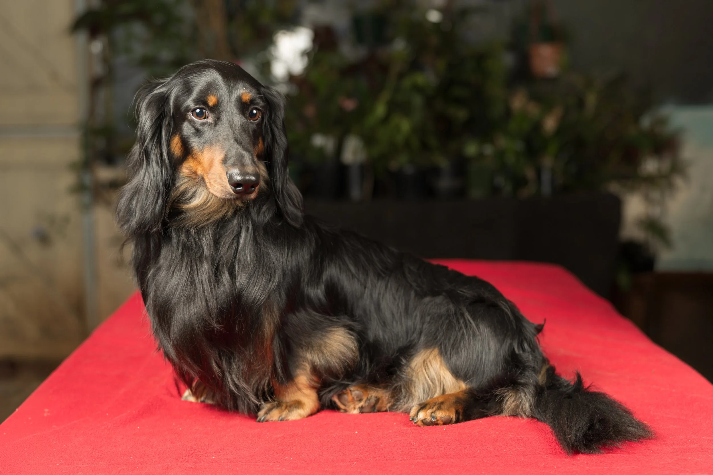 A black and tan long-haired dachshund dog with floppy ears sitting on a red surface in an indoor setting with plants in the background.
