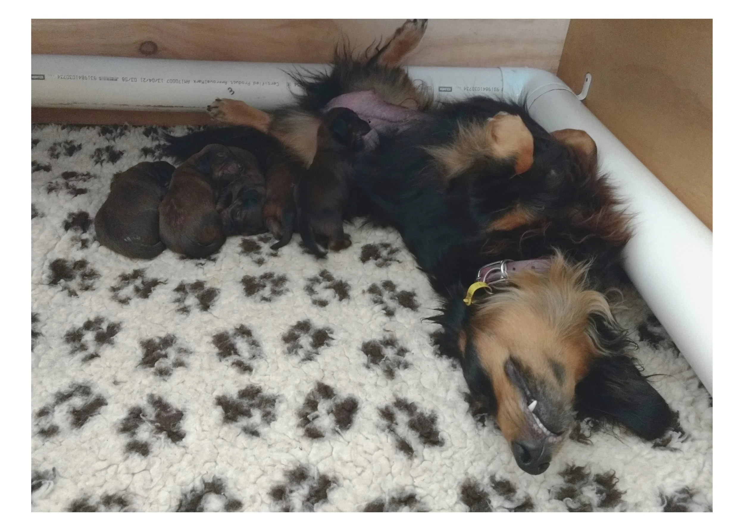 Bridee and her puppies.jpg