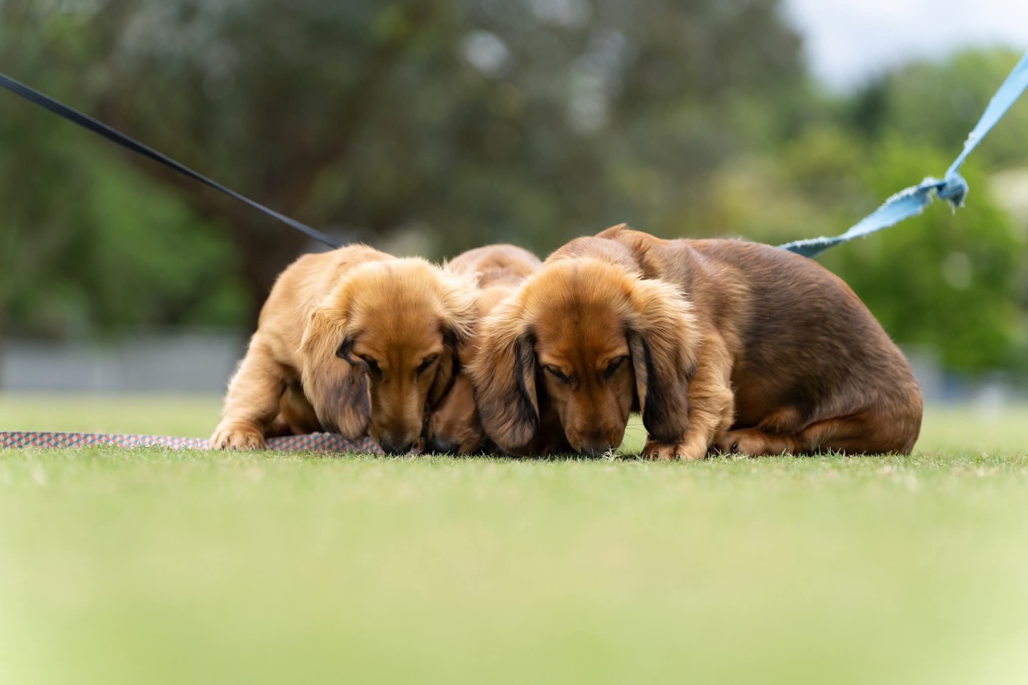 Three adorable long-haired dachshund puppies sniffing the grass outdoors on a leash, with blurred green trees in the background.