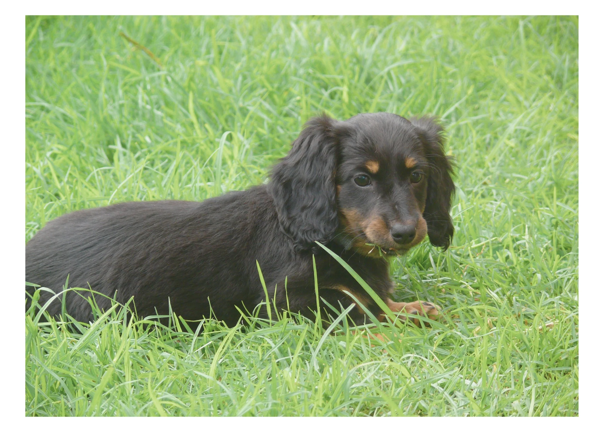 A black and tan dachshund puppy lying in green grass, looking at the camera.