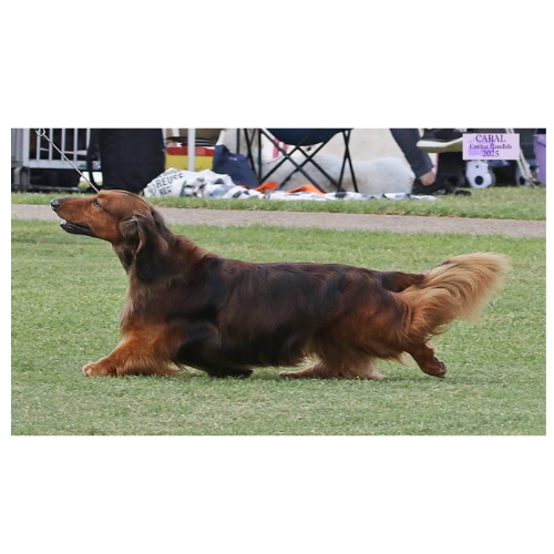 A long-haired dachshund dog running on grass at a dog show with a purple sign in the background.
